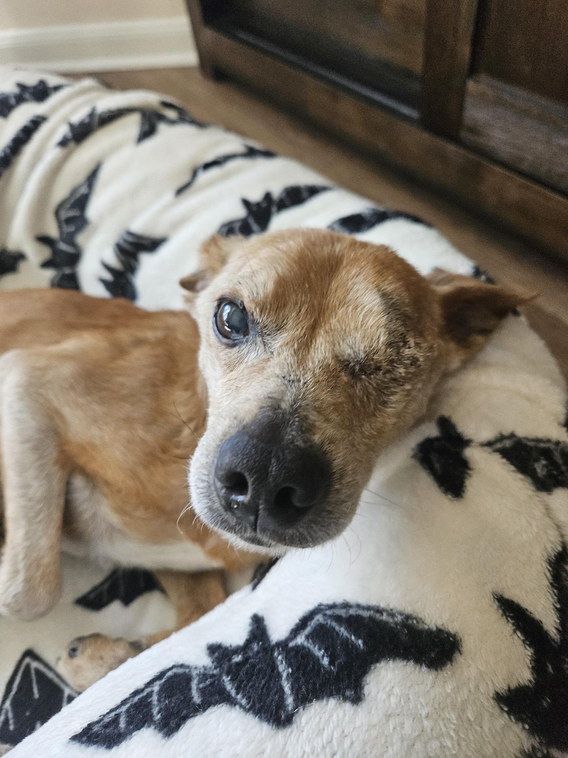 Muneco, an adopted mixed breed in Hughesville, MD image 1/6