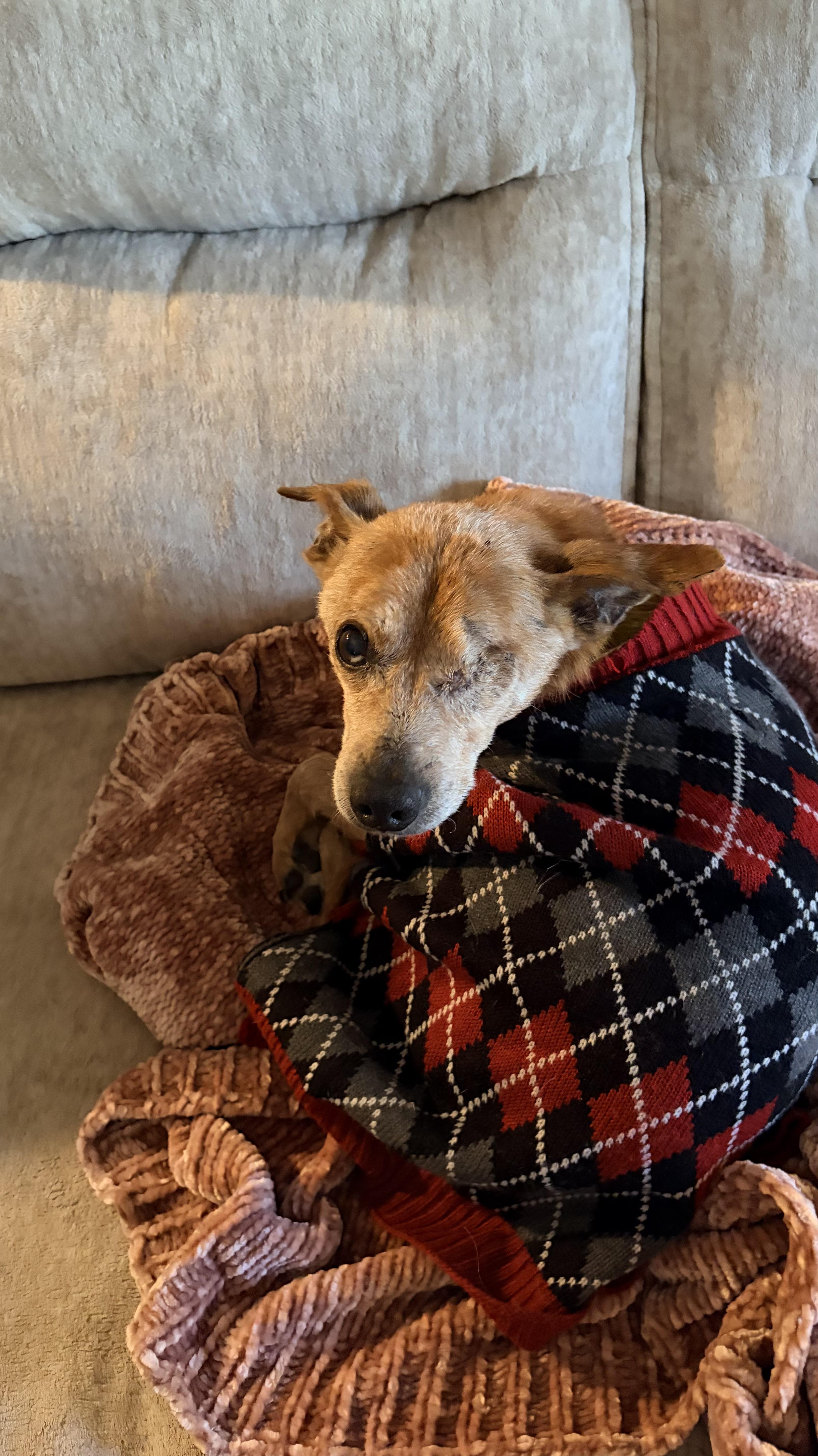 Muneco, an adopted mixed breed in Hughesville, MD image 4/6