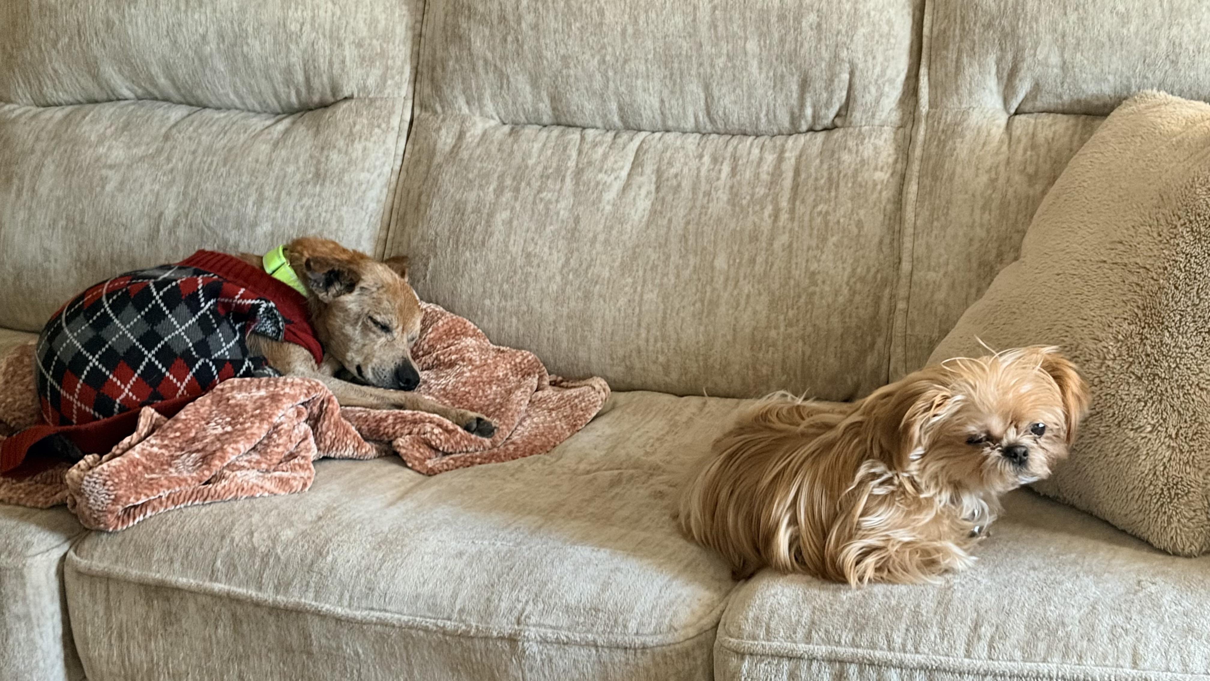 Muneco, an adopted mixed breed in Hughesville, MD image 5/6