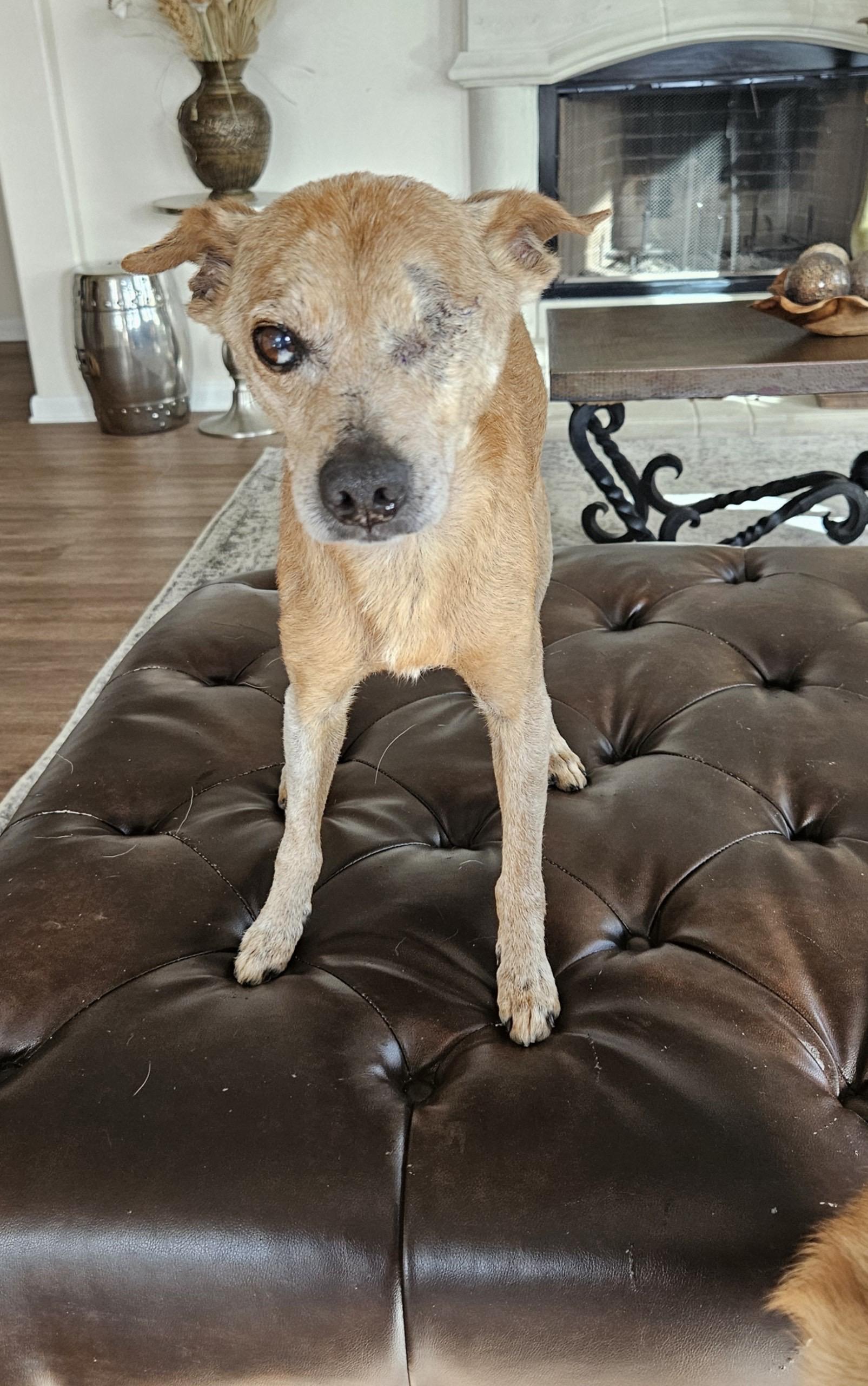 Muneco, an adopted mixed breed in Hughesville, MD image 6/6