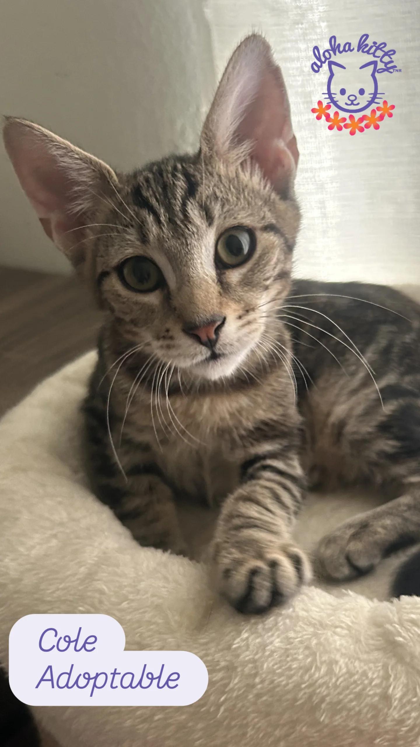 Cole, Adoptable, Kitten Male Domestic Short Hair.