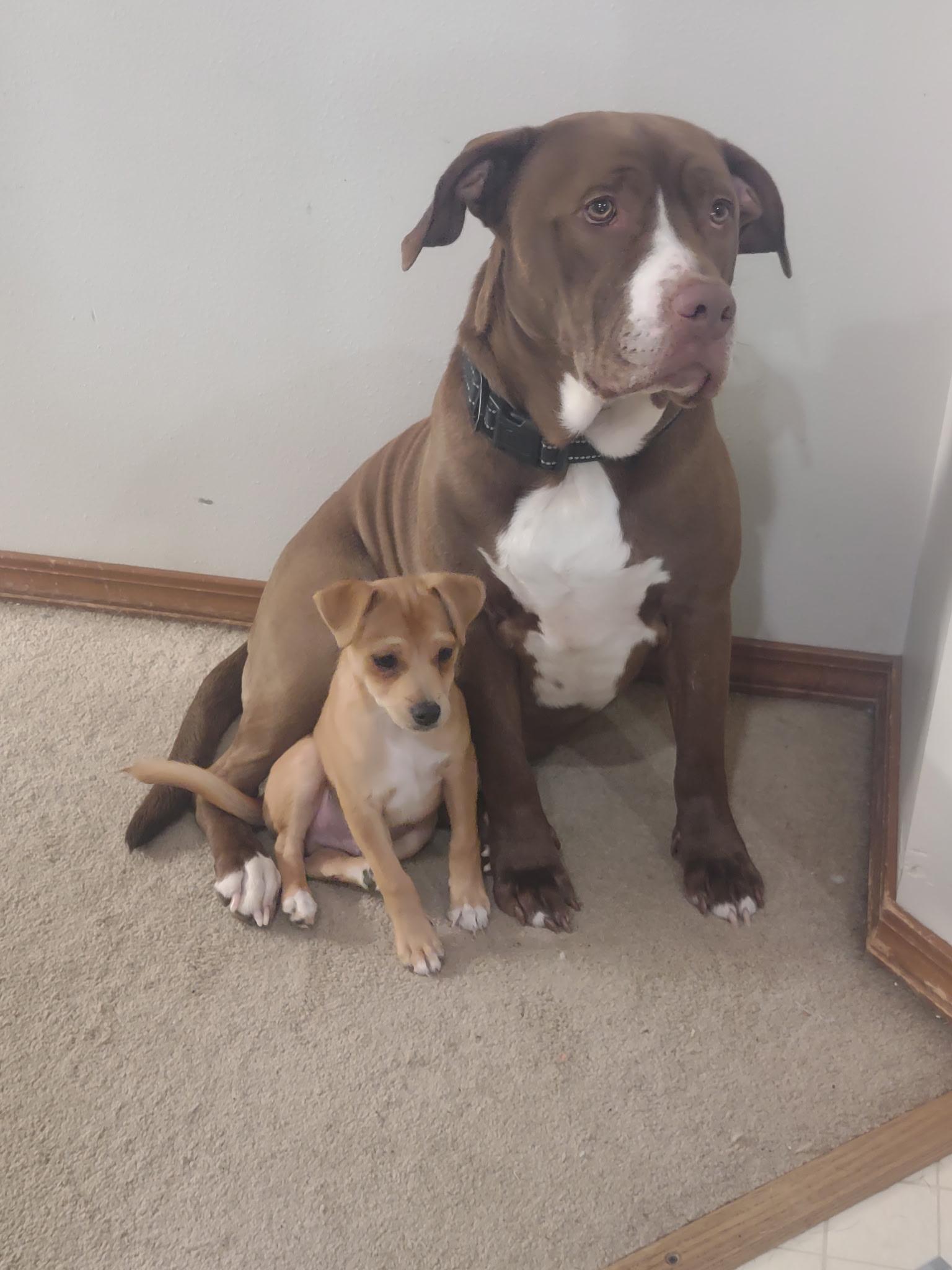 Enlarge Mr. Gentle and Easy, a Adopted mixed breed in Lacey, WA image 5/6