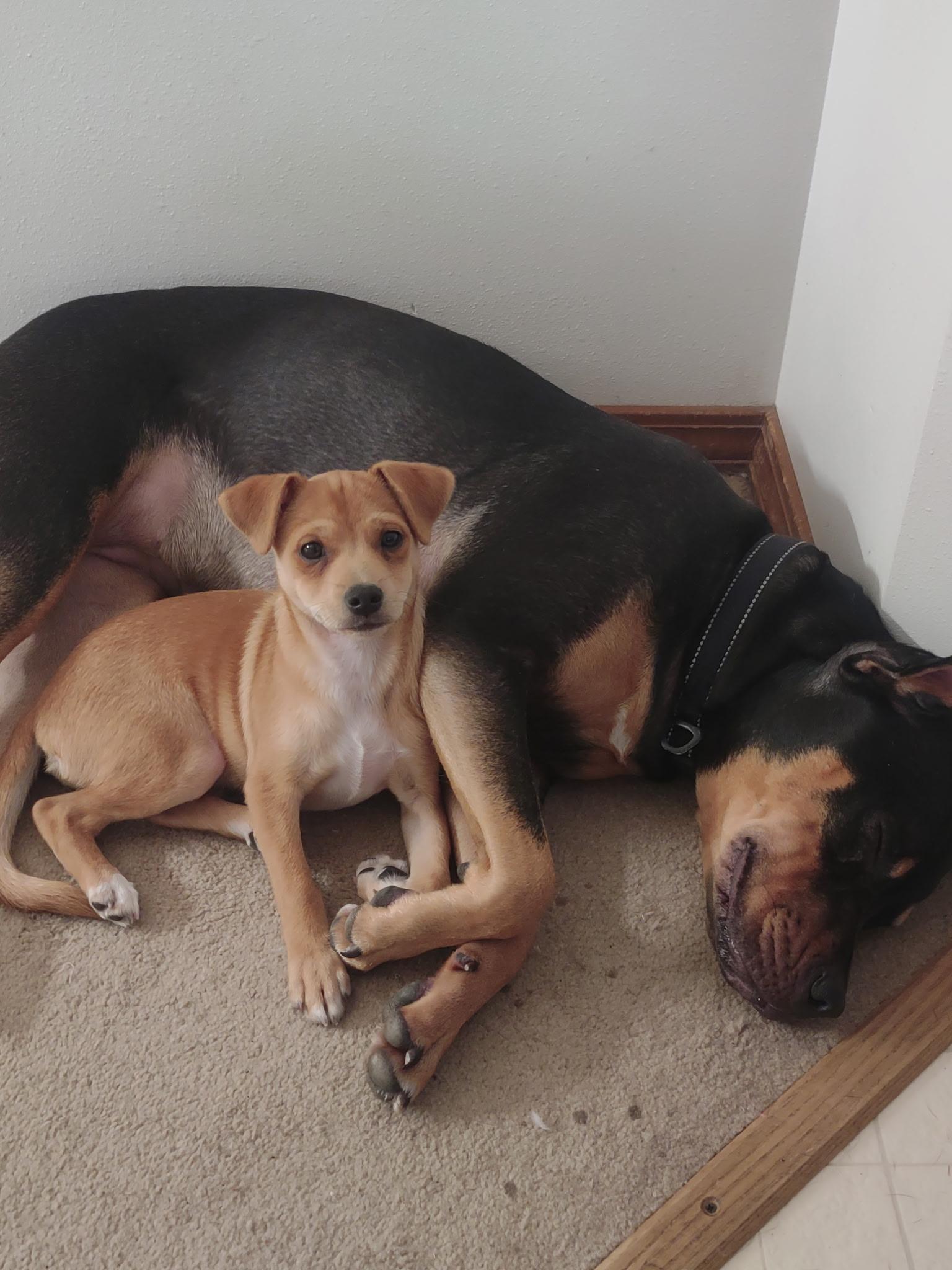 Enlarge Mr. Gentle and Easy, a Adopted mixed breed in Lacey, WA image 2/6