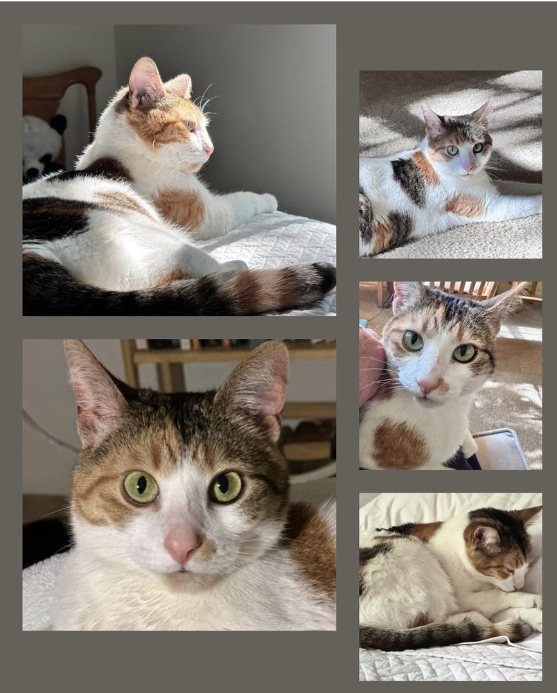 Enlarge Jellybean (26-040 C), a Adoptable Domestic Short Hair in Lansing, MI image 1/6