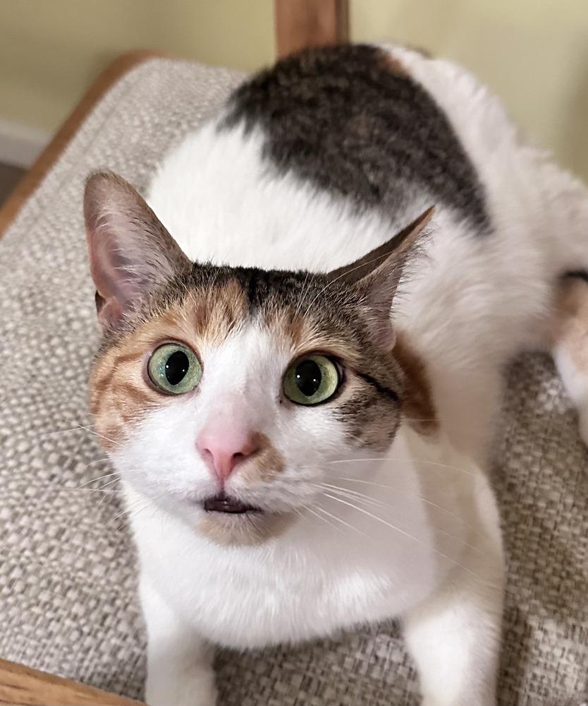 Enlarge Jellybean (26-040 C), a Adoptable Domestic Short Hair in Lansing, MI image 2/6