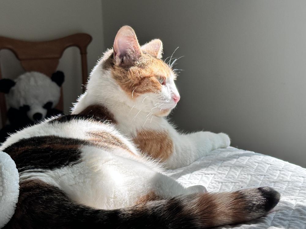 Enlarge Jellybean (26-040 C), a Adoptable Domestic Short Hair in Lansing, MI image 3/6