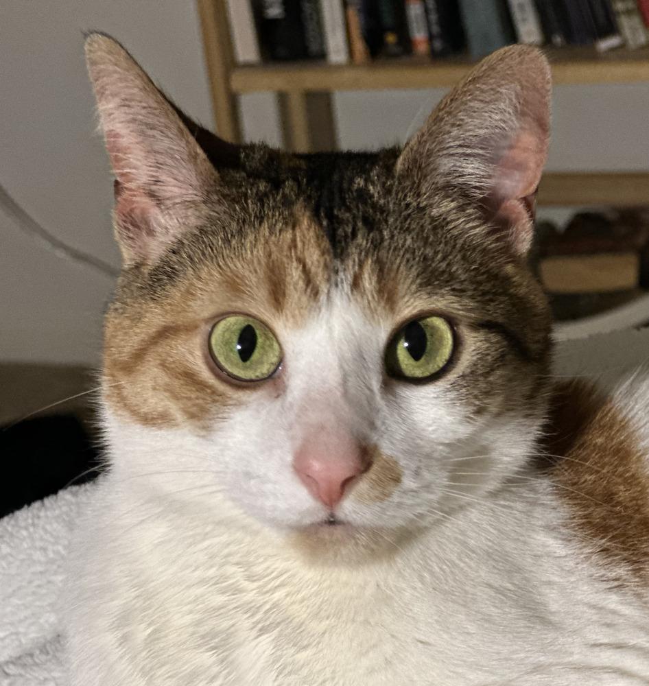 Enlarge Jellybean (26-040 C), a Adoptable Domestic Short Hair in Lansing, MI image 4/6