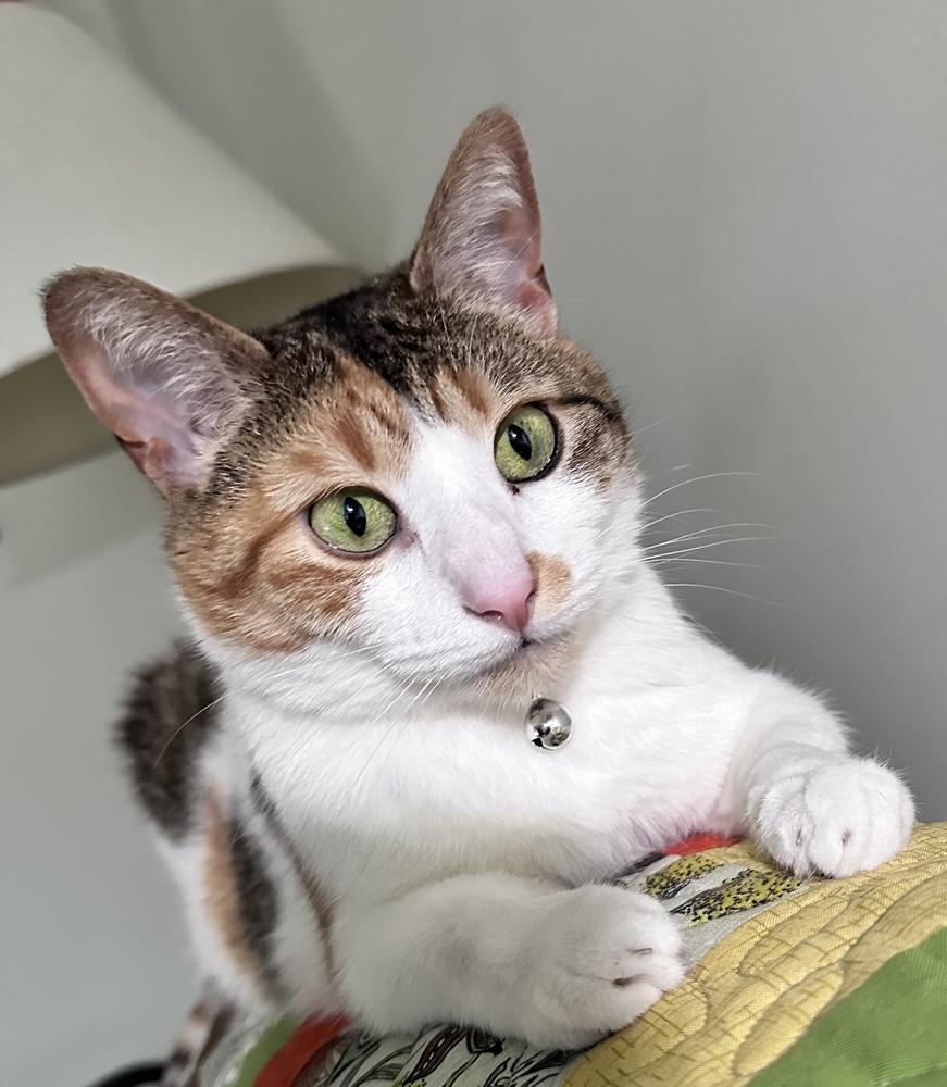 Enlarge Jellybean (26-040 C), a Adoptable Domestic Short Hair in Lansing, MI image 5/6