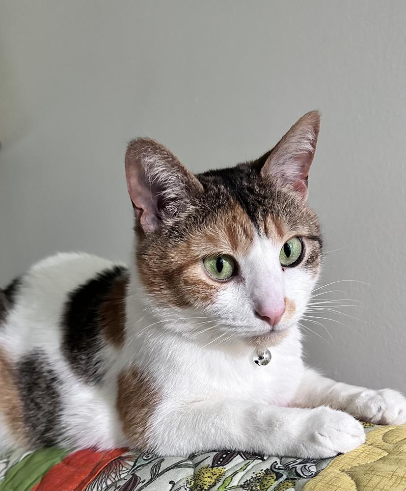 Enlarge Jellybean (26-040 C), a Adoptable Domestic Short Hair in Lansing, MI image 6/6
