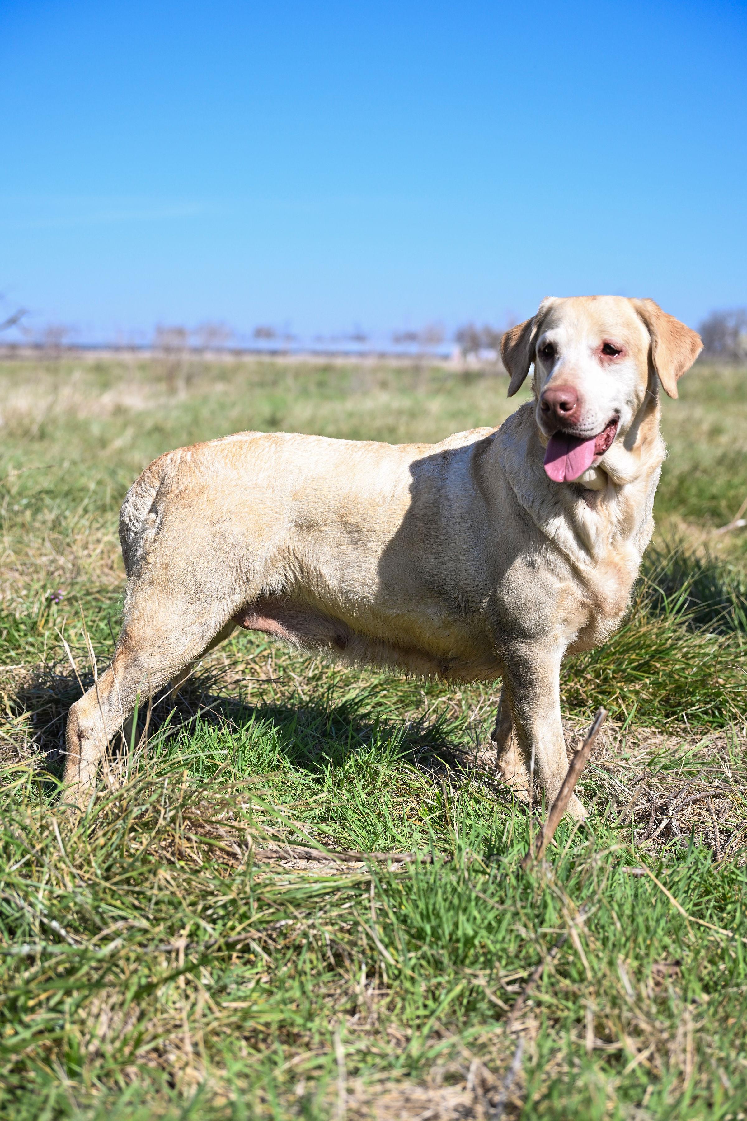 Kayana, ADOPTABLE, Adult Female Labrador Retriever.
