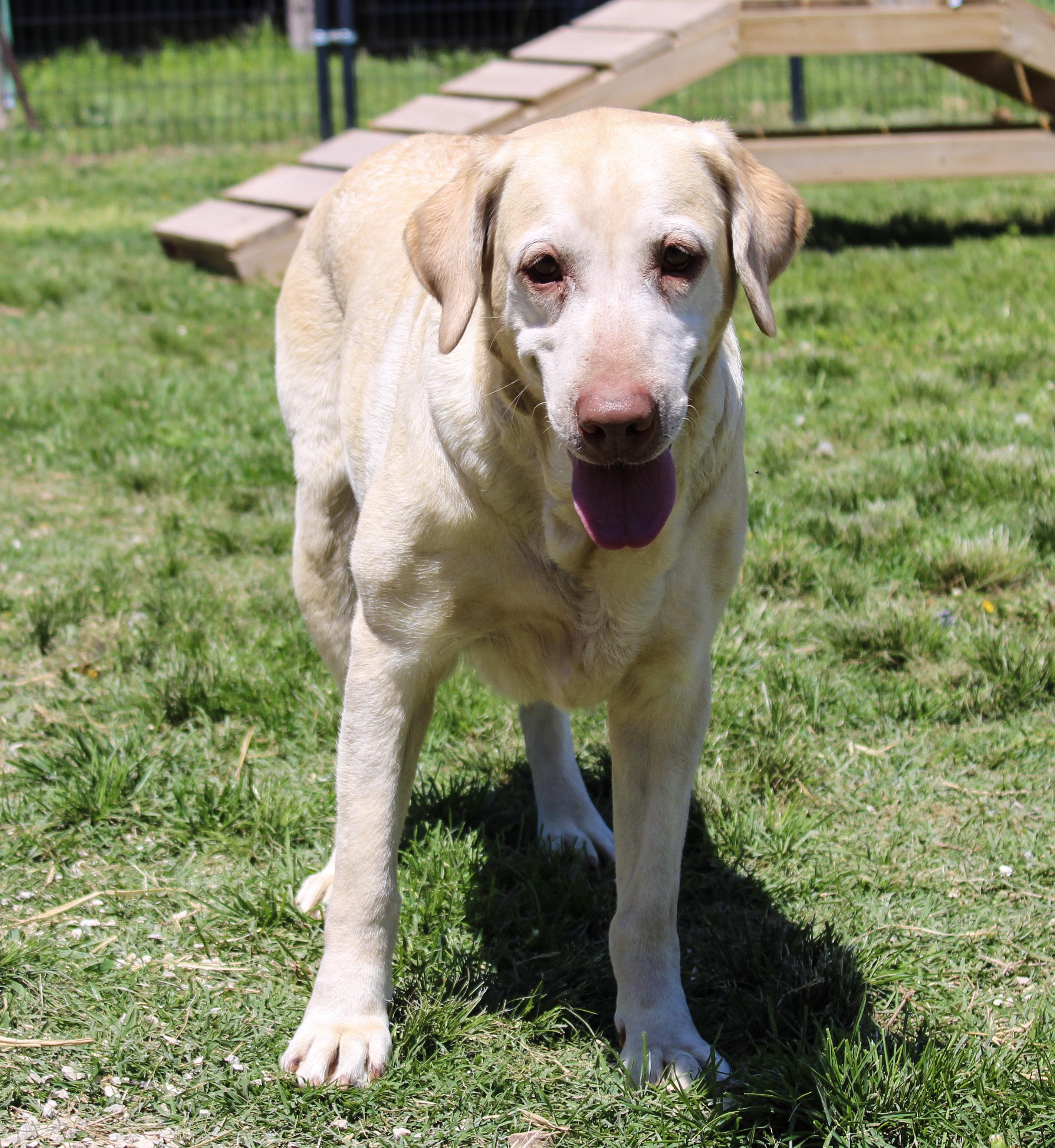 Kayana, ADOPTABLE, Adult Female Labrador Retriever.
