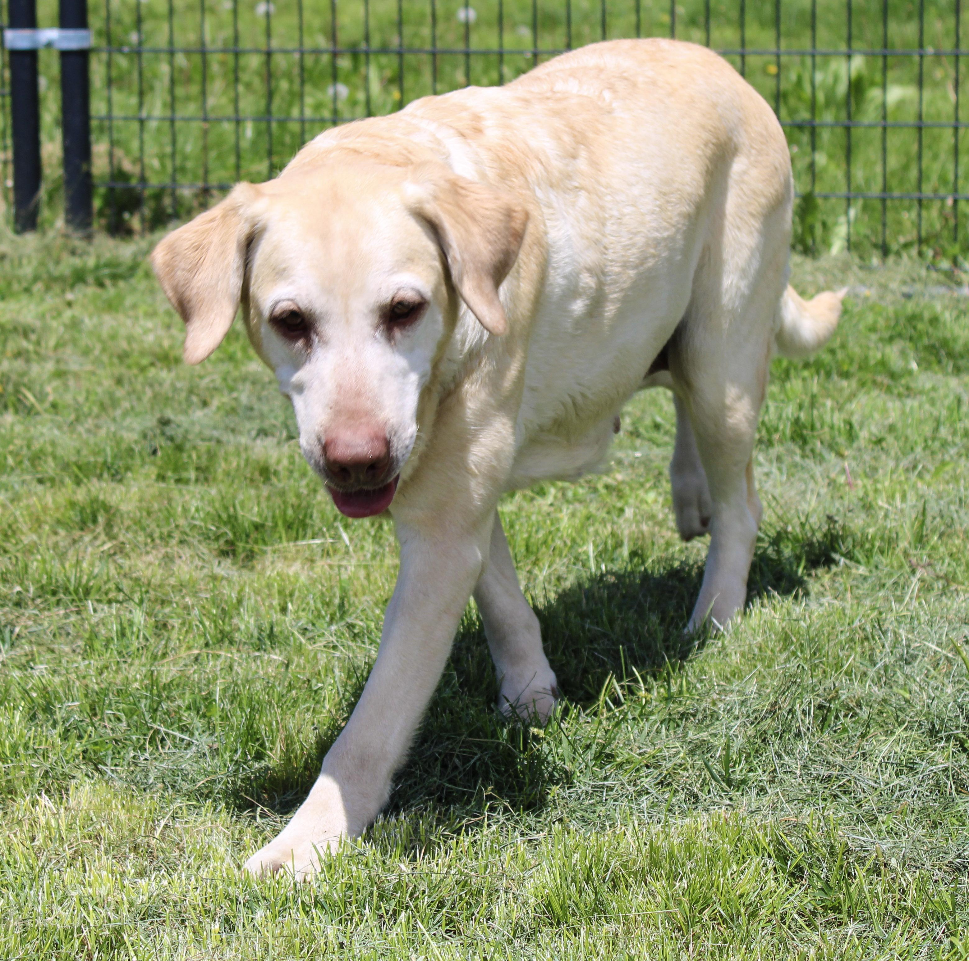 Enlarge Kayana, a ADOPTABLE Labrador Retriever in Neosho, MO image 3/3