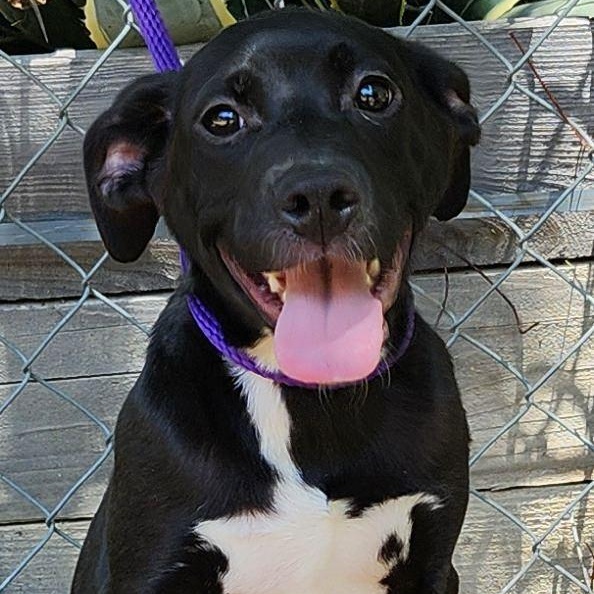 Valentina, Adoptable, Puppy Female Mixed Breed.