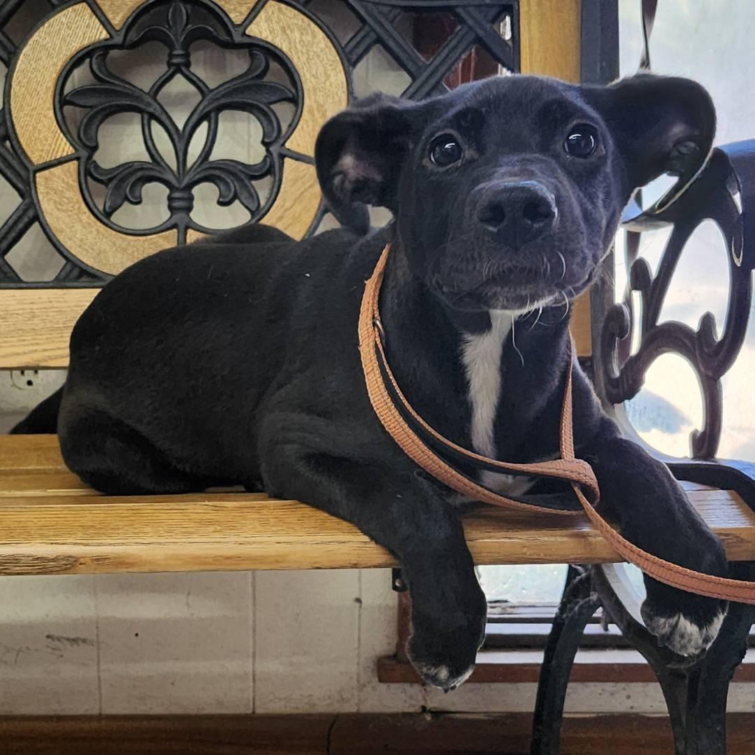 Valentina, a Adoptable Mixed Breed in Burbank, CA image 6/6