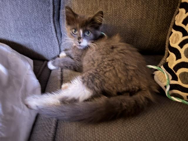 TIMMY, ADOPTABLE, Kitten Male Maine Coon & Domestic Long Hair.