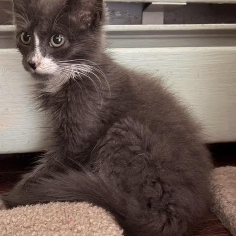 Enlarge TIMMY, a ADOPTABLE mixed breed in Churchville, PA image 3/5