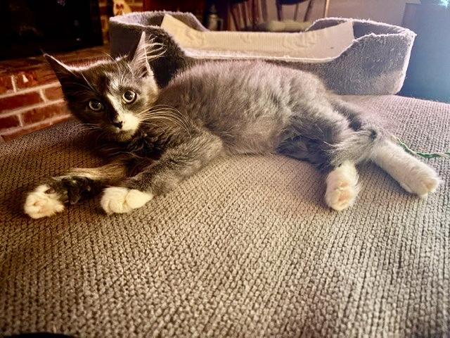 Enlarge TIMMY, a ADOPTABLE mixed breed in Churchville, PA image 5/5