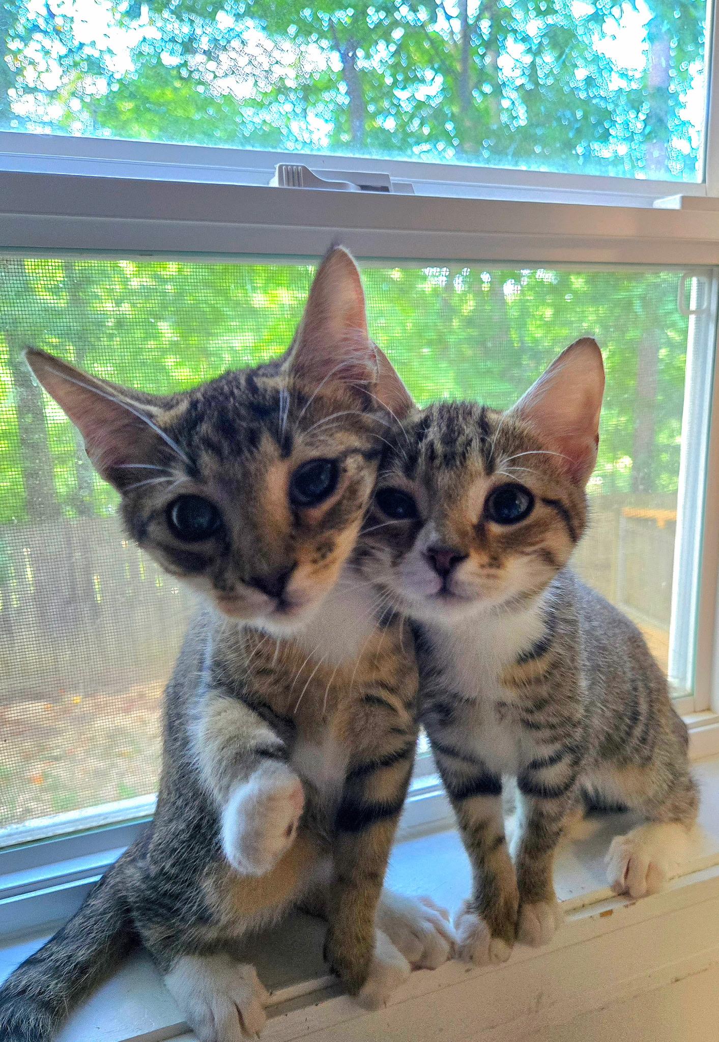 AURA & COSMO