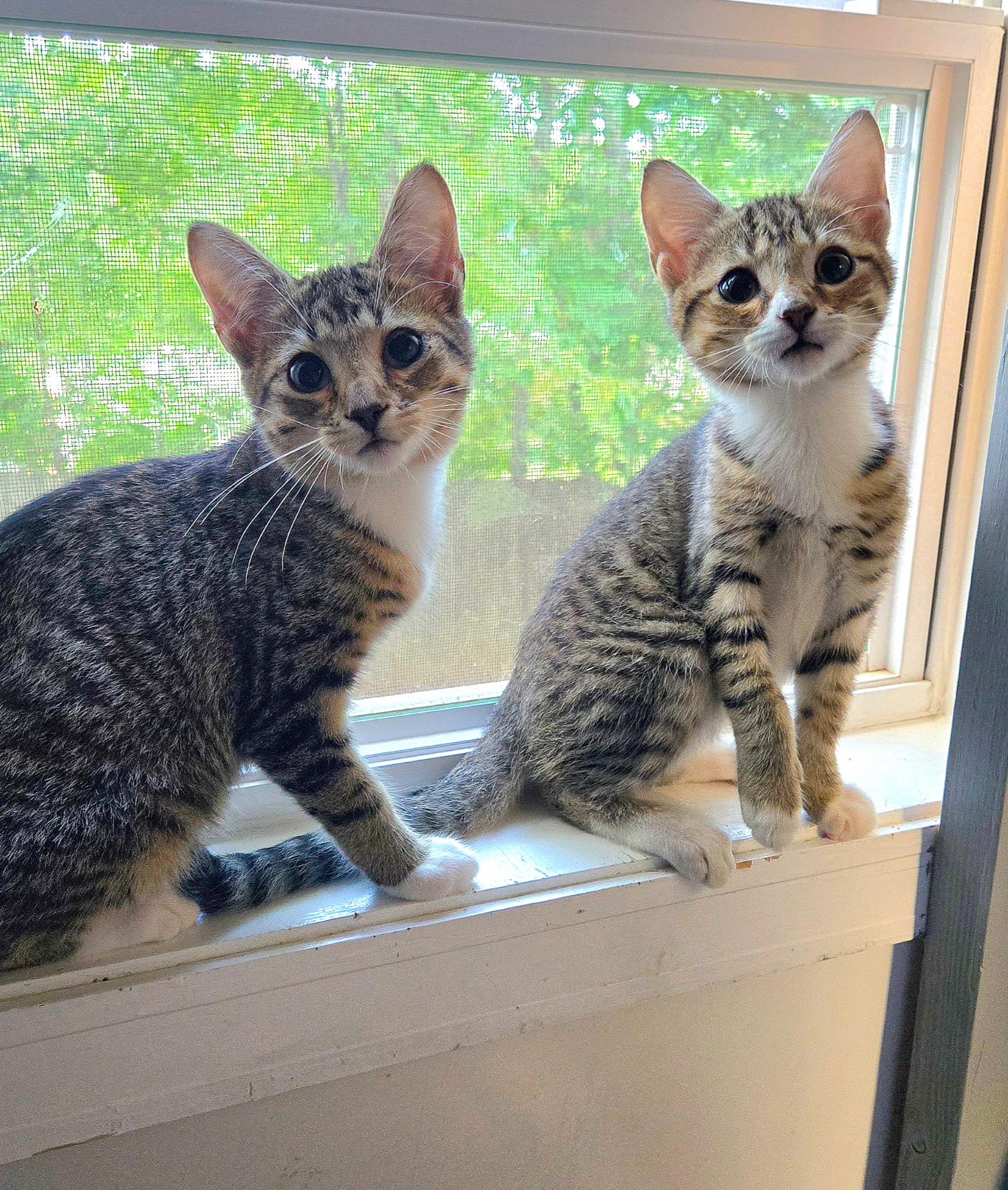 AURA & COSMO