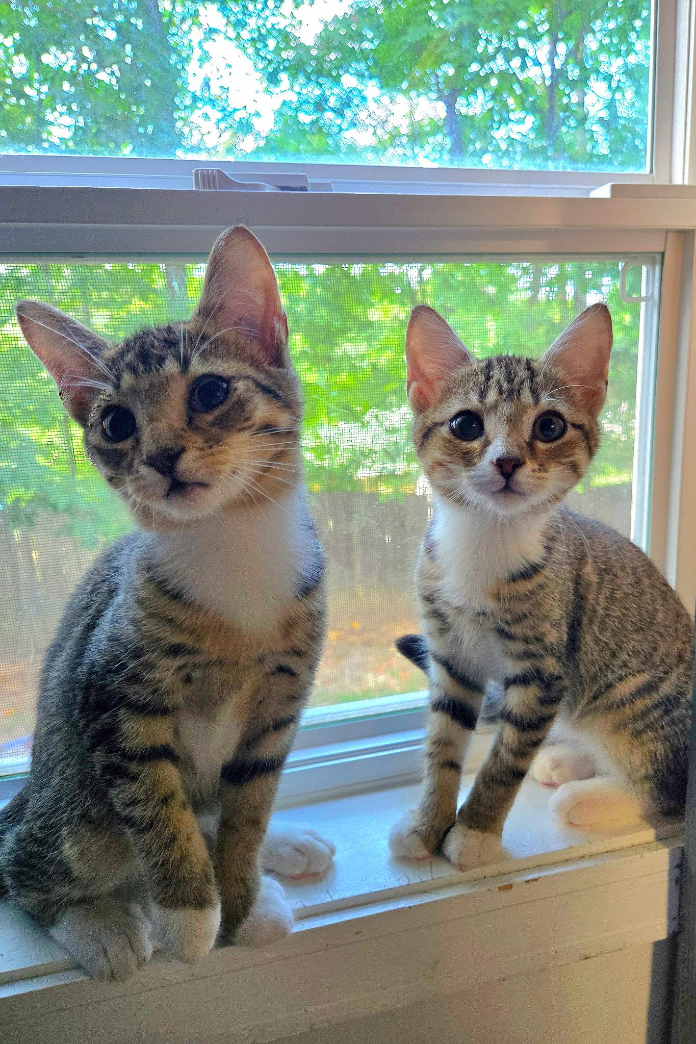 AURA & COSMO