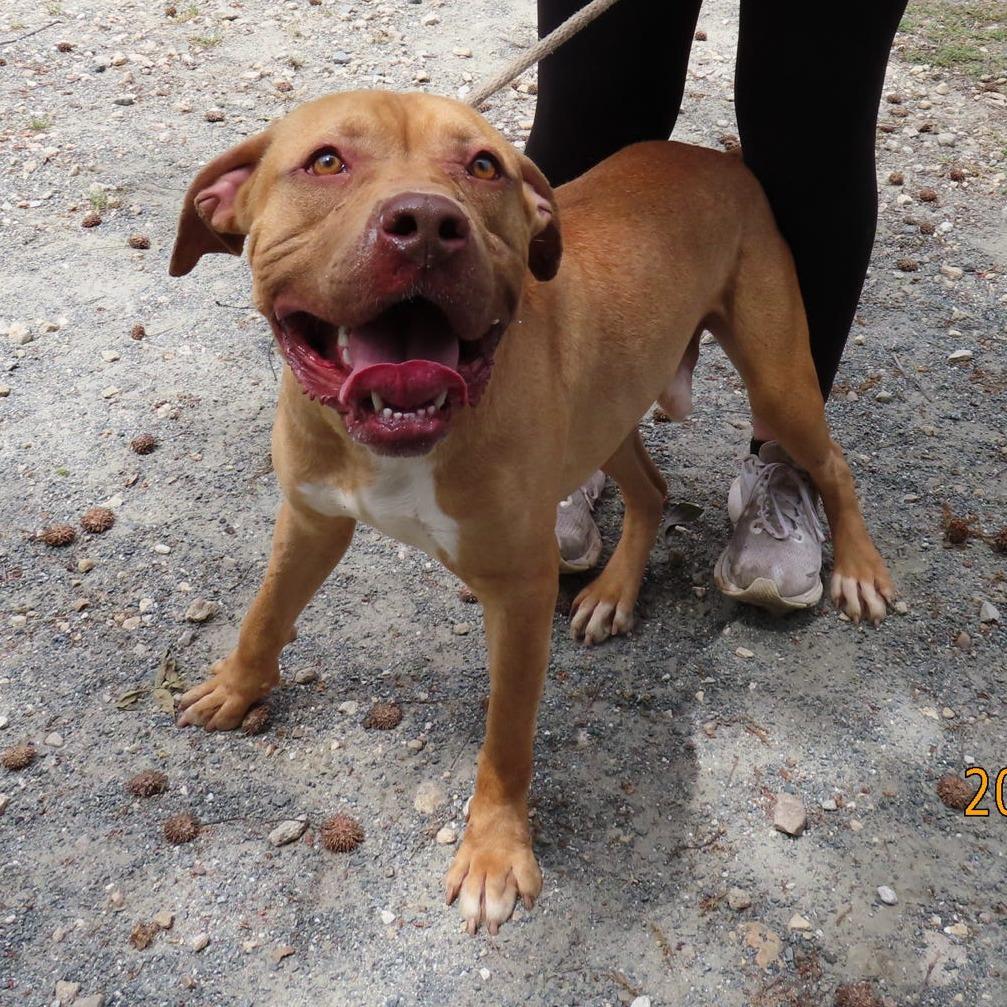 Frederick, Adoptable, Adult Male Mixed Breed & None.
