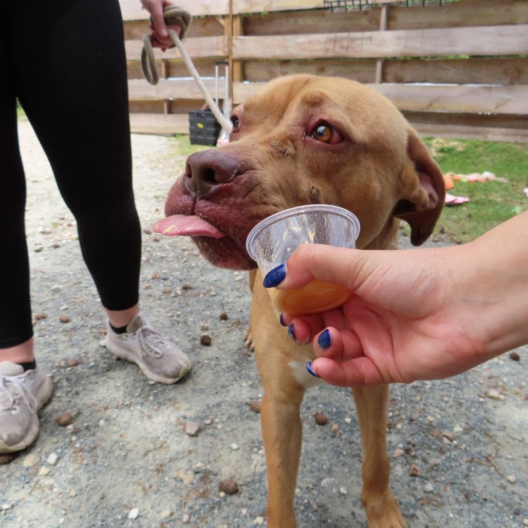 Enlarge Frederick, a Adoptable Mixed Breed in QUINCY, FL image 2/3