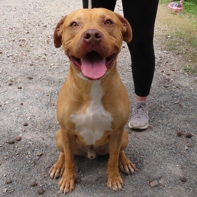 Enlarge Frederick, a Adoptable Mixed Breed in QUINCY, FL image 3/3
