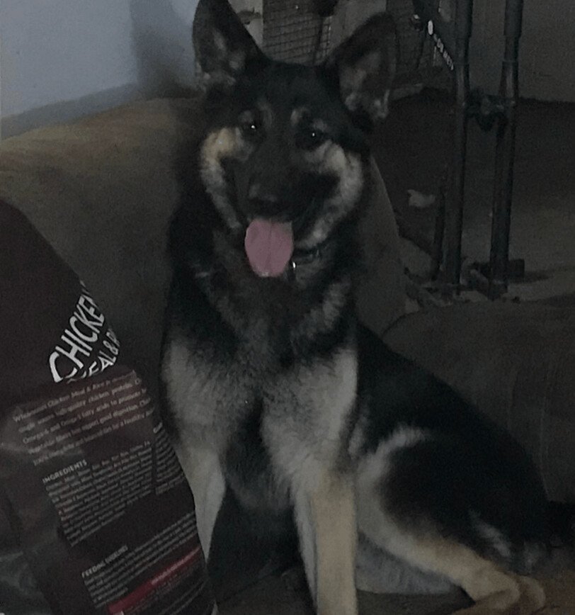 Barbie, a Adopted German Shepherd Dog in San Francisco, CA image 1/4