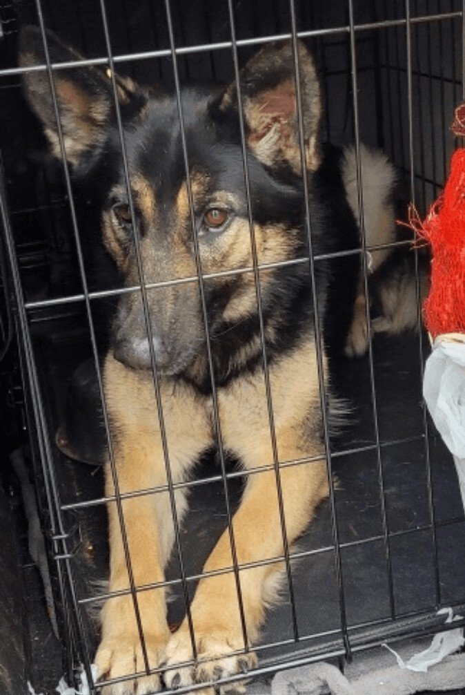 Barbie, a Adopted German Shepherd Dog in San Francisco, CA image 2/4