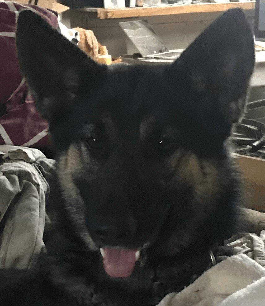 Barbie, a Adopted German Shepherd Dog in San Francisco, CA image 3/4