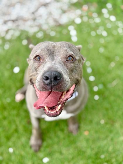 Bella - 1, Adoptable, Adult Female Pit Bull Terrier & Mixed Breed.