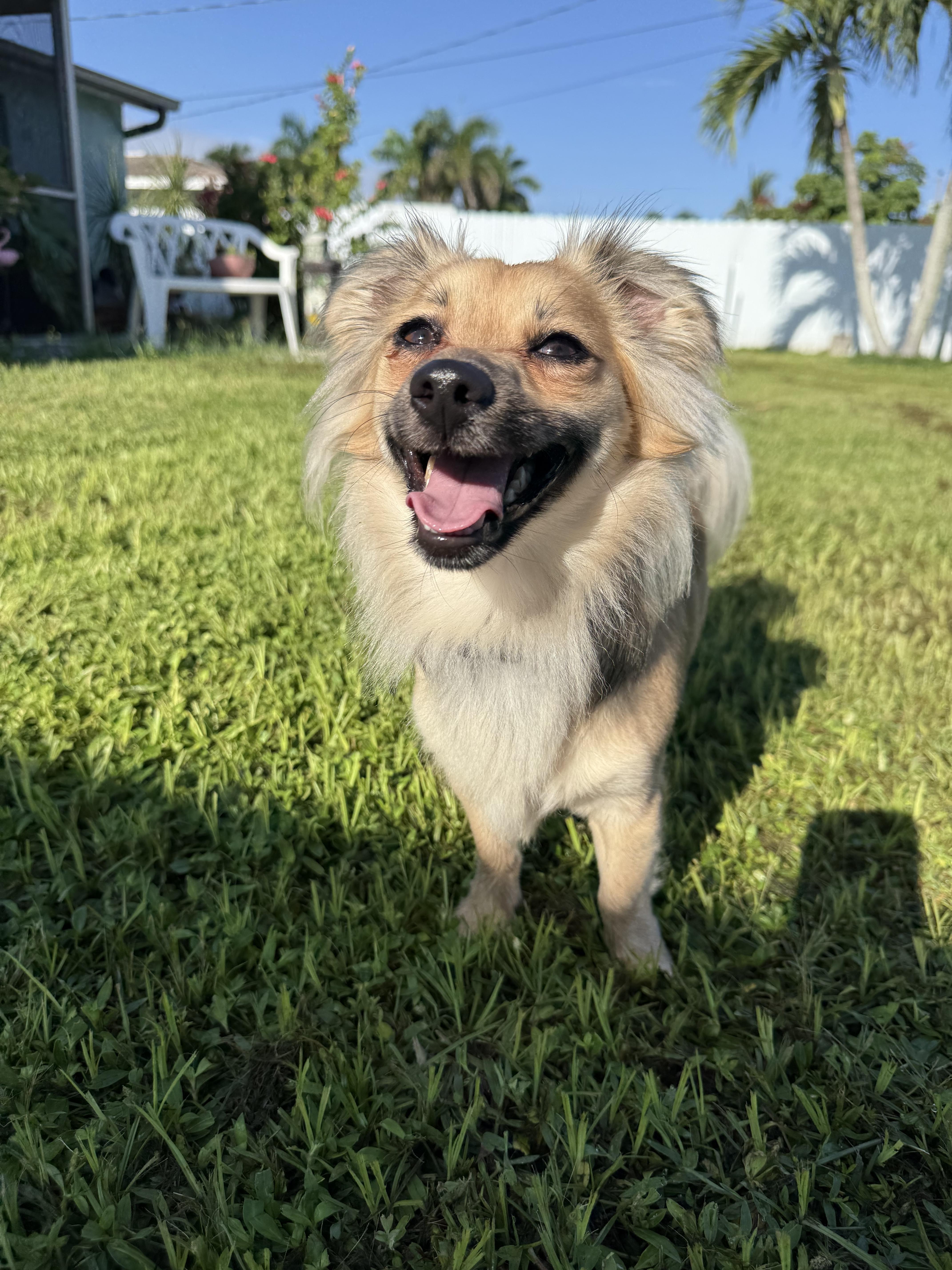 Snook, Adoptable, Puppy Male Chihuahua & Pomeranian.