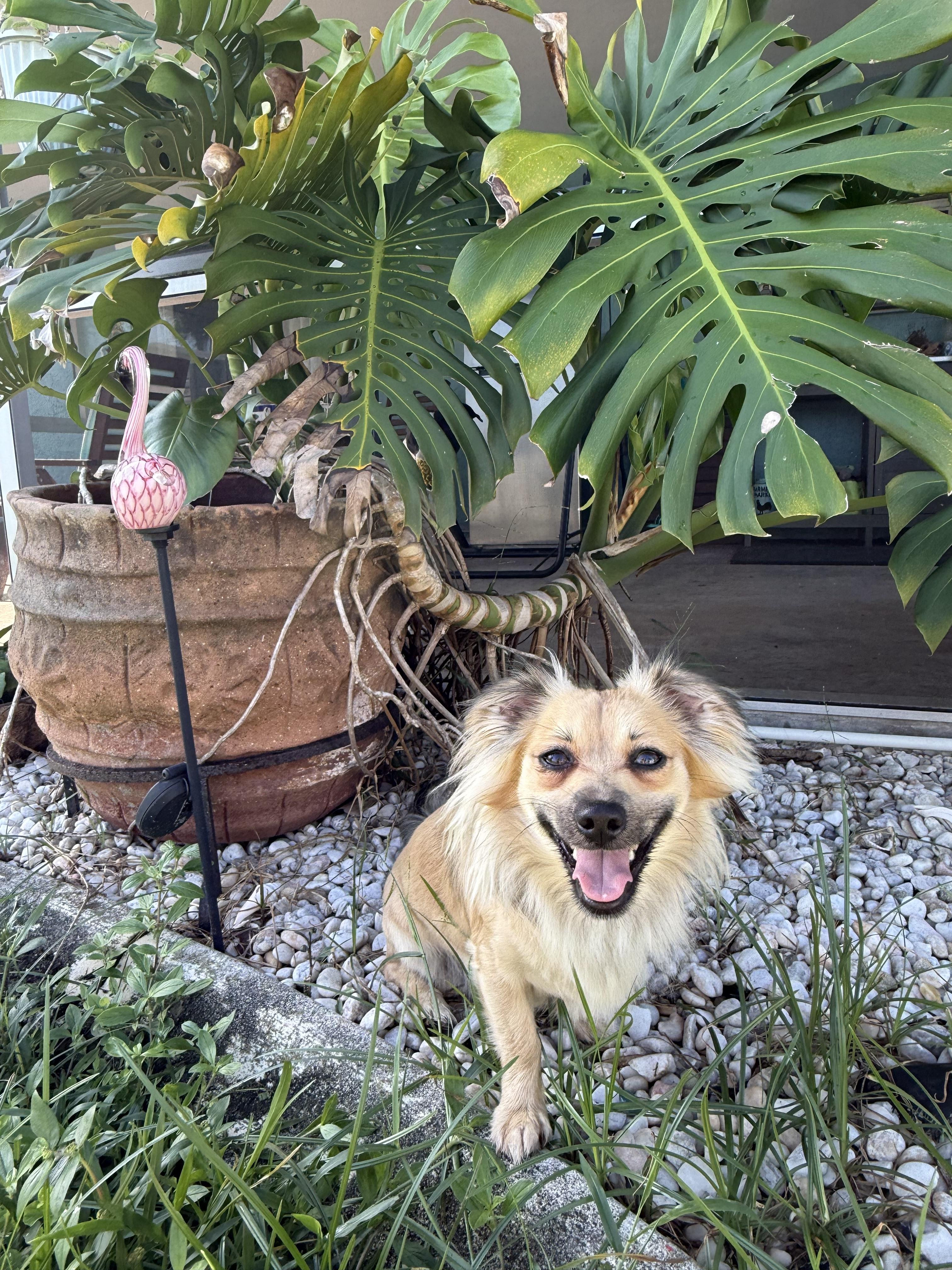 Enlarge Snook, a Adoptable mixed breed in Estero, FL image 2/4
