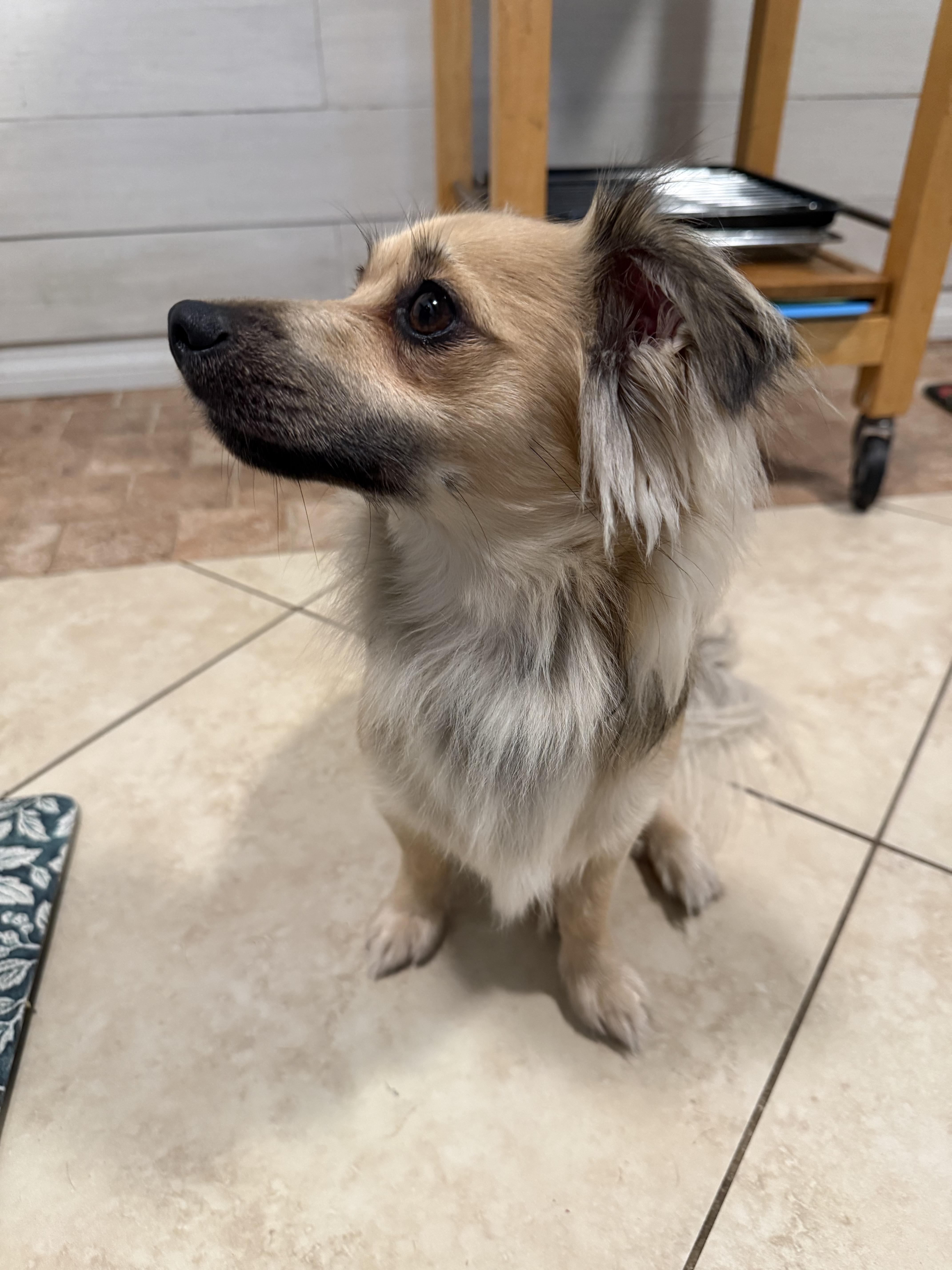 Enlarge Snook, a Adoptable mixed breed in Estero, FL image 3/4