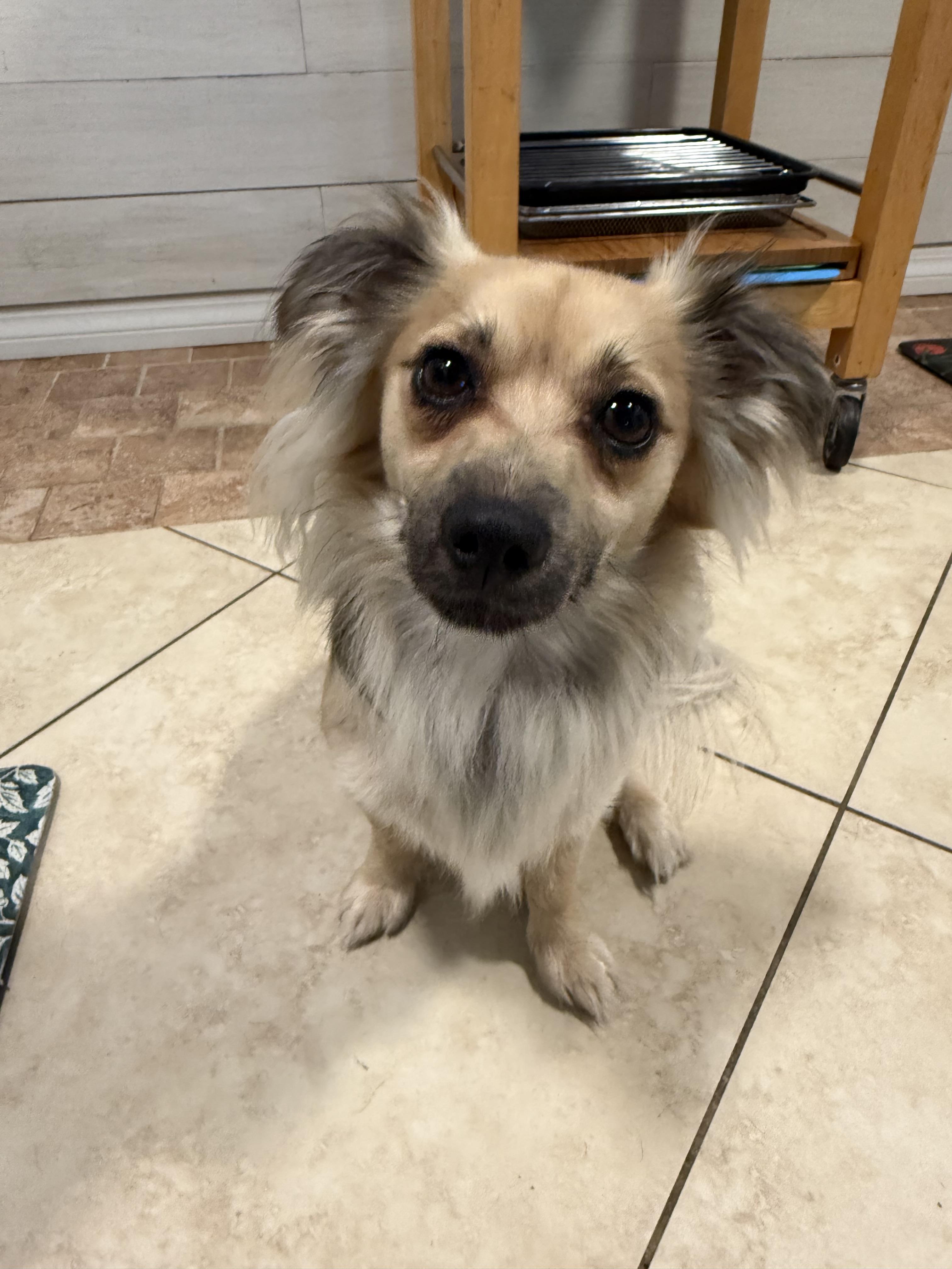 Enlarge Snook, a Adoptable mixed breed in Estero, FL image 4/4