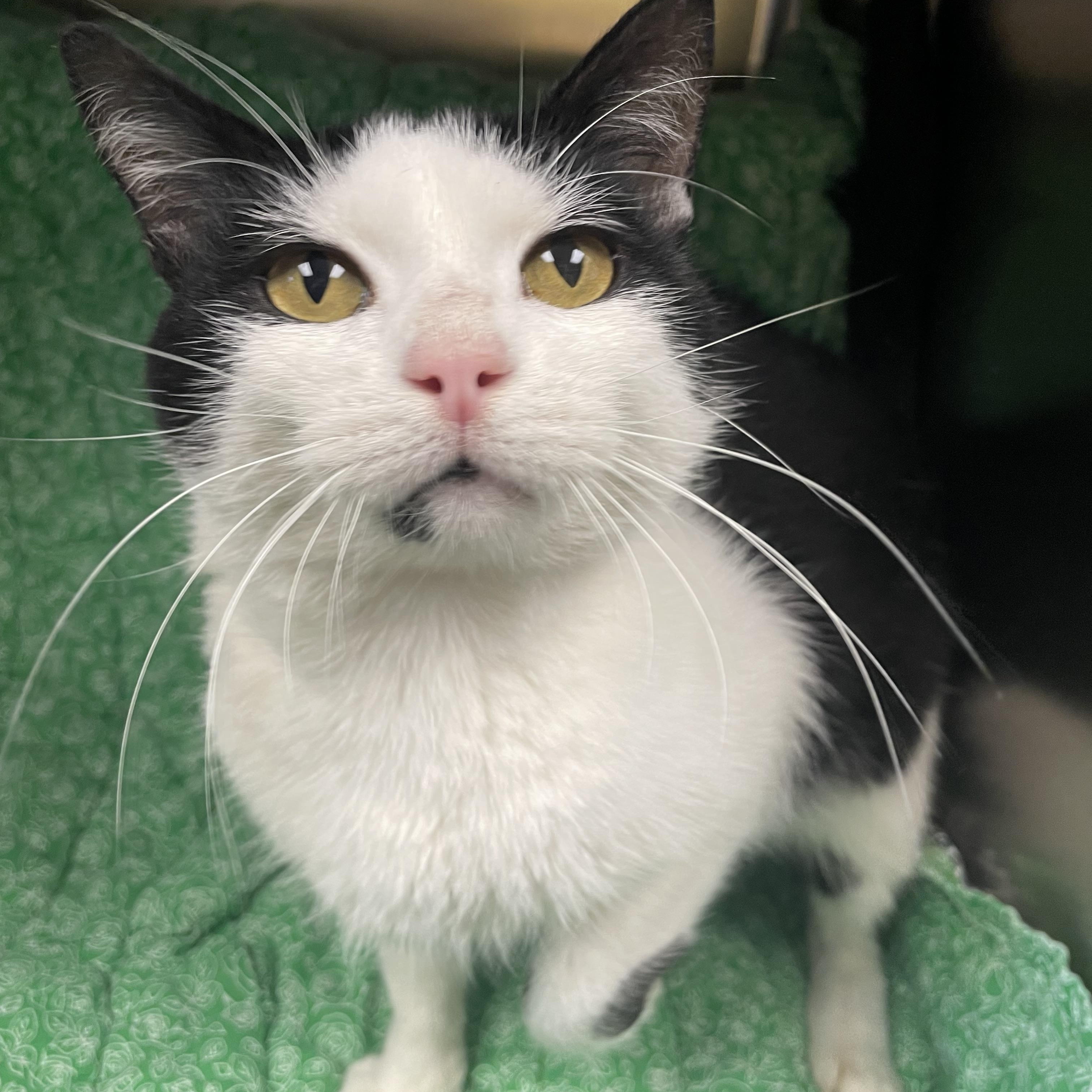 Ozzy, ADOPTABLE, Adult Male Domestic Short Hair.