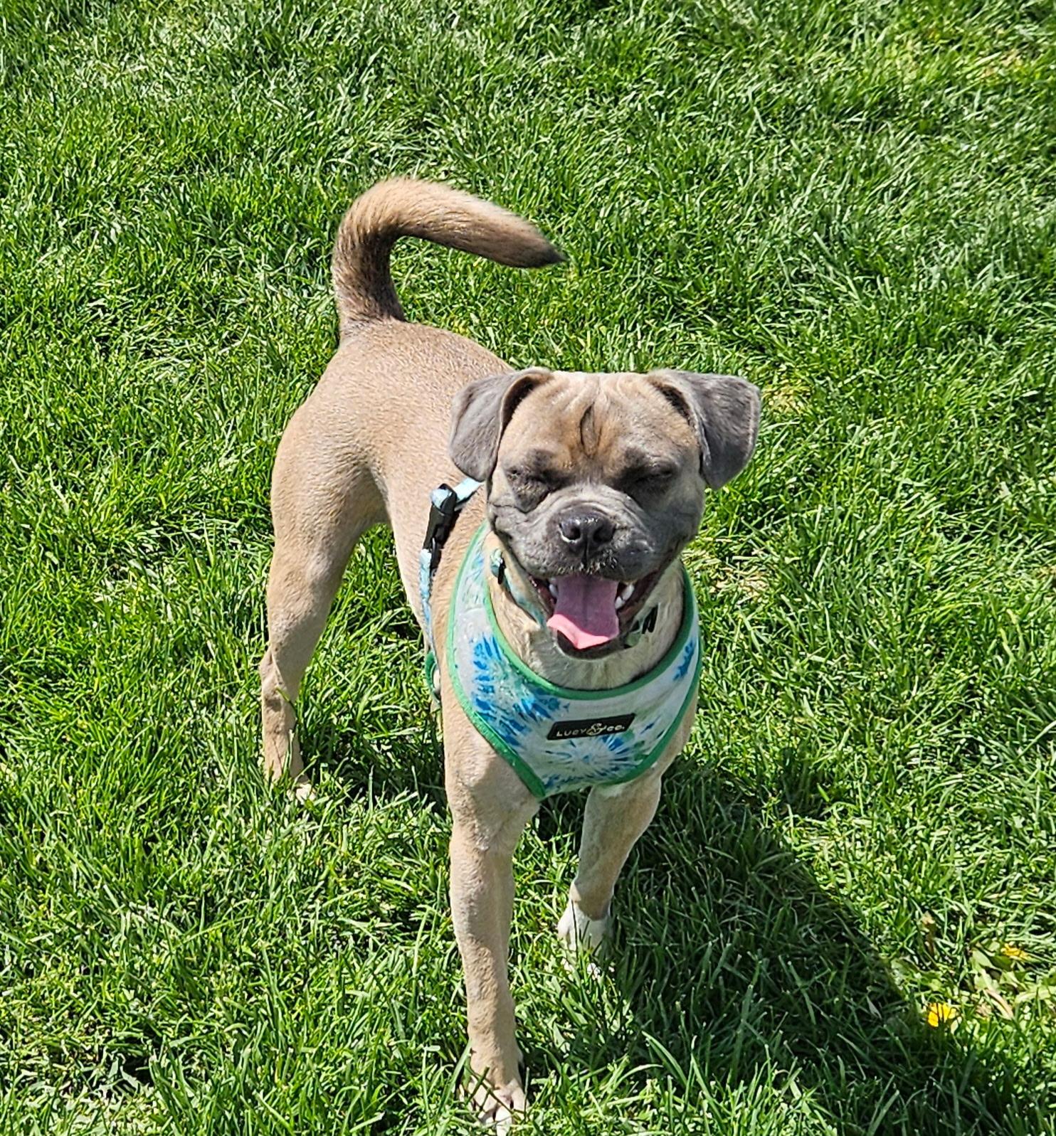 Donahue WA13791-T , Adoptable, Adult Male Pug & Beagle.