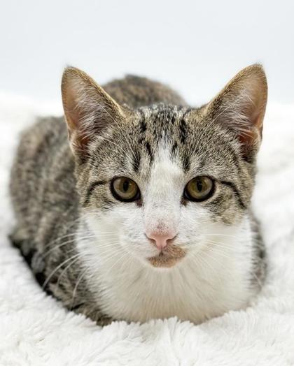 Marvel, ADOPTABLE, Young Female Domestic Short Hair & American Shorthair.