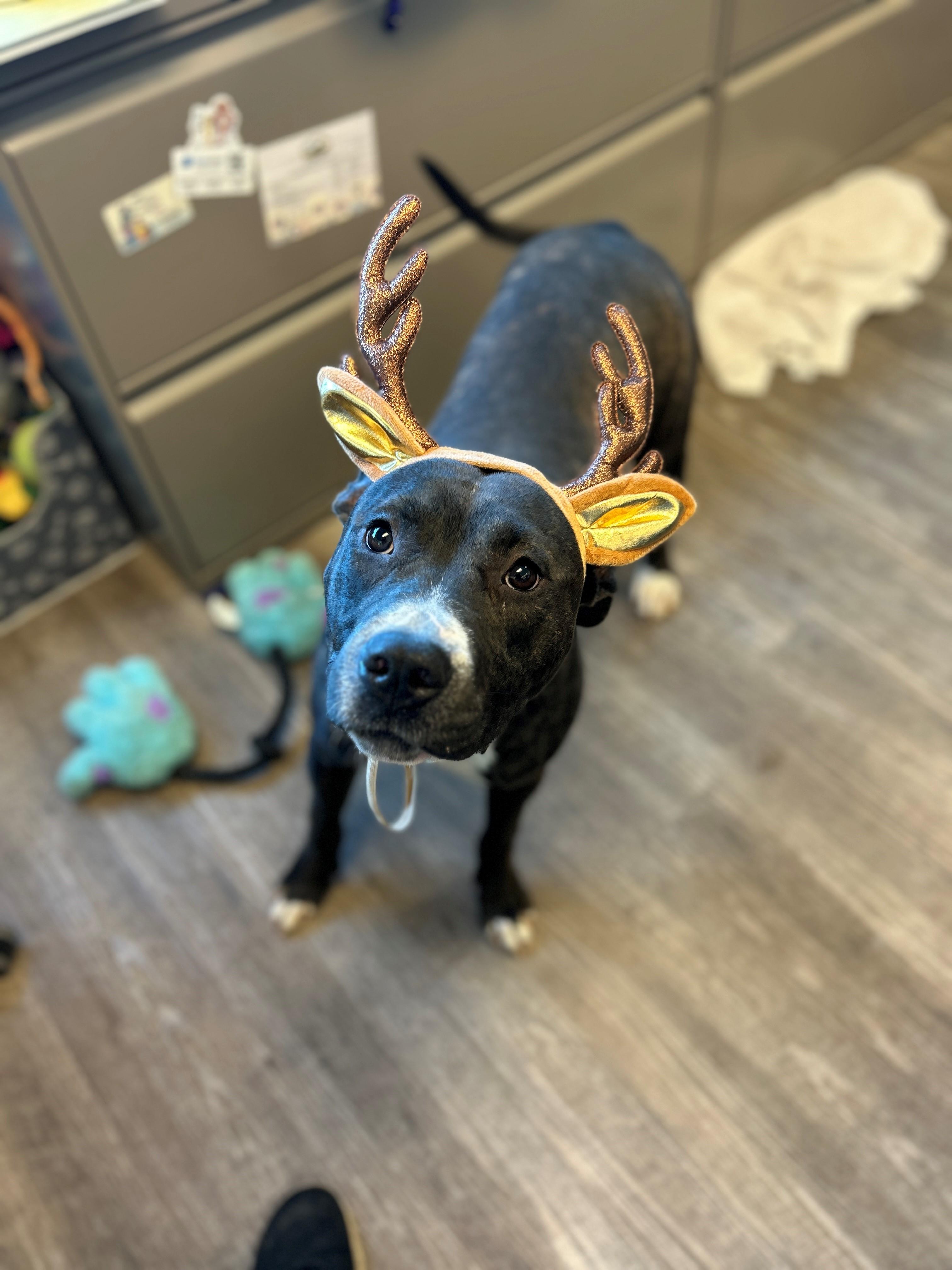 Enlarge 25-0629 "Saraphina", a Adoptable mixed breed in Leavenworth, KS image 4/6