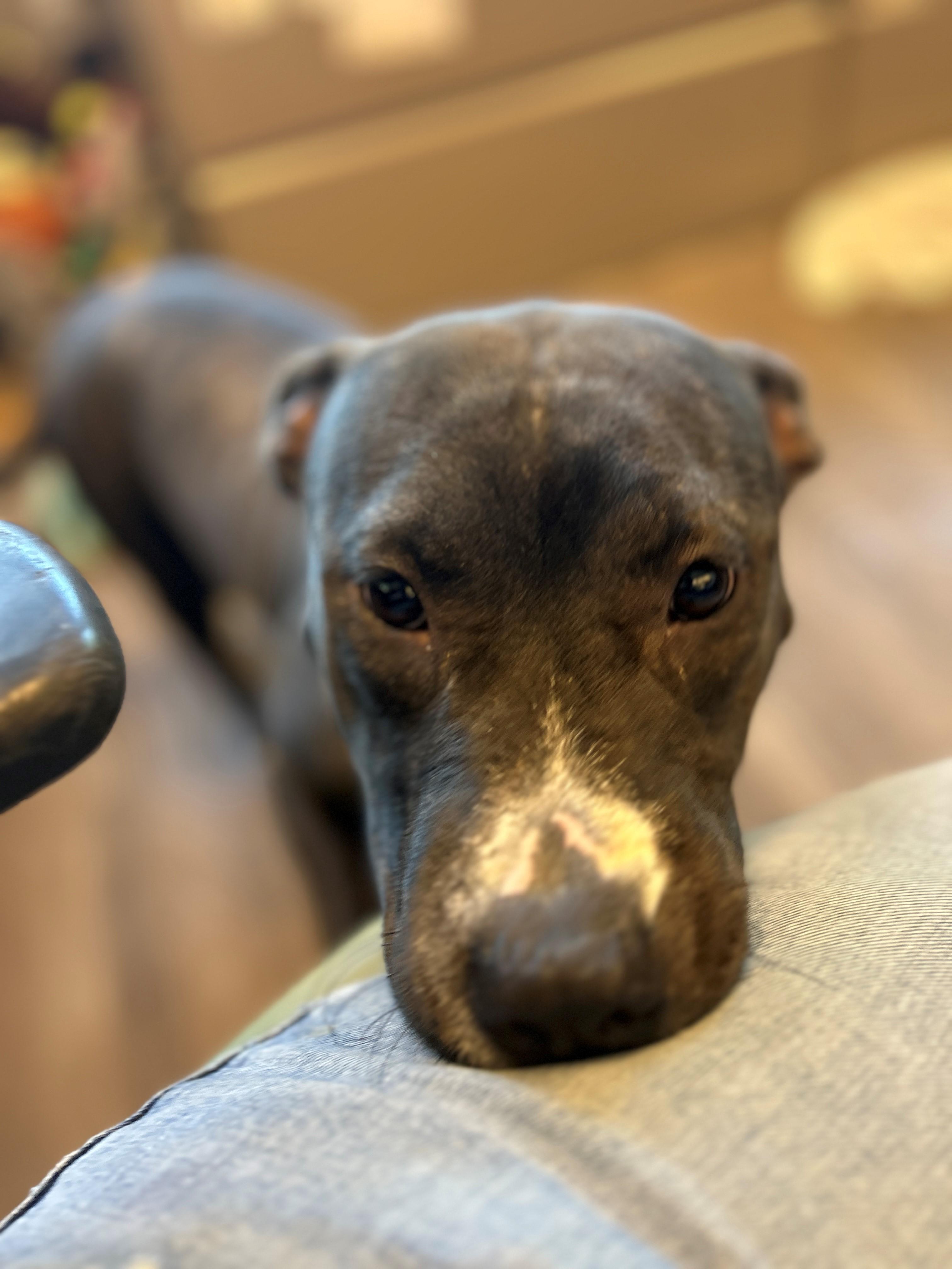 Enlarge 25-0629 "Saraphina", a Adoptable mixed breed in Leavenworth, KS image 2/6