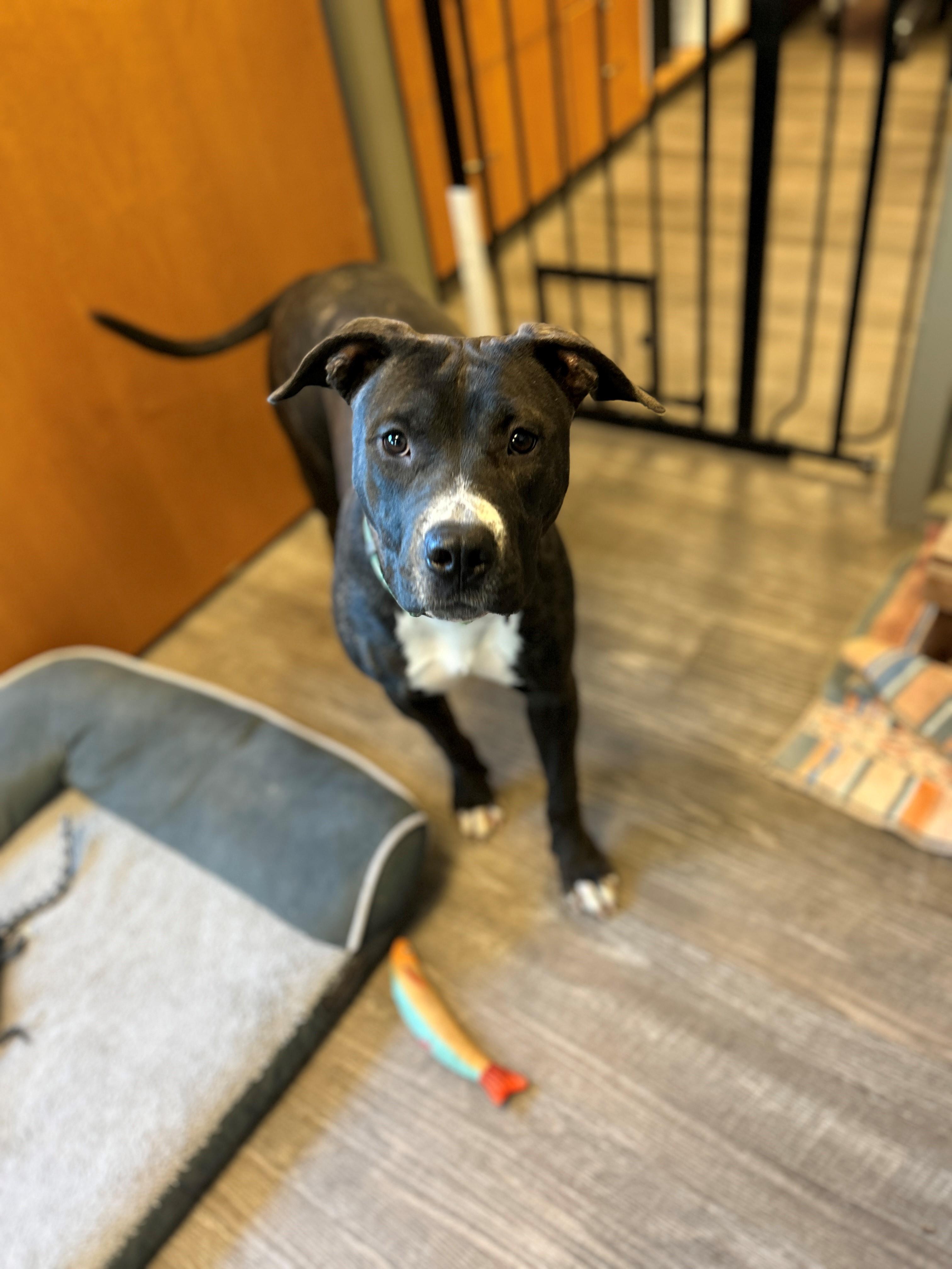 Enlarge 25-0629 "Saraphina", a Adoptable mixed breed in Leavenworth, KS image 5/6