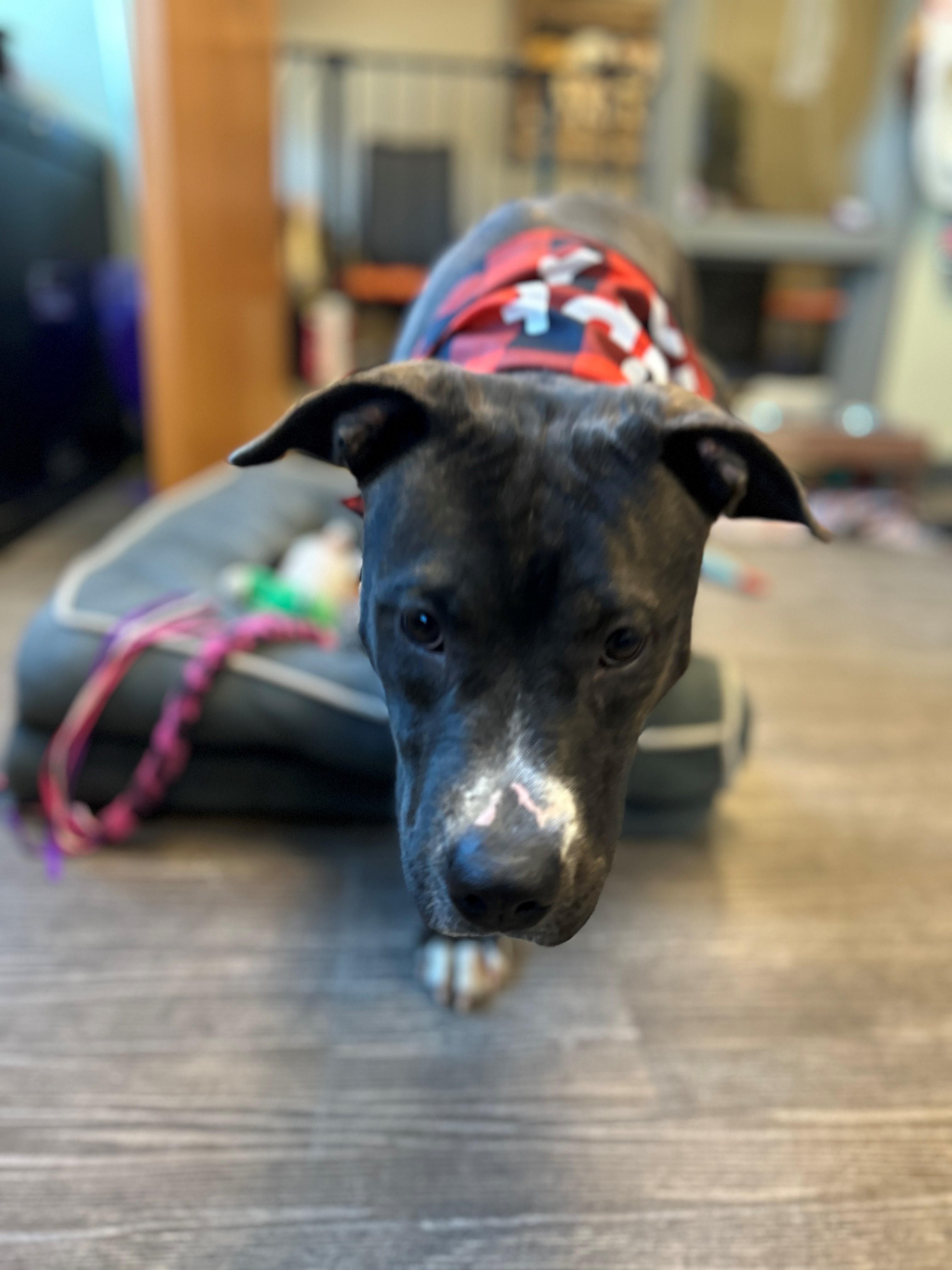 Enlarge 25-0629 "Saraphina", a Adoptable mixed breed in Leavenworth, KS image 3/6