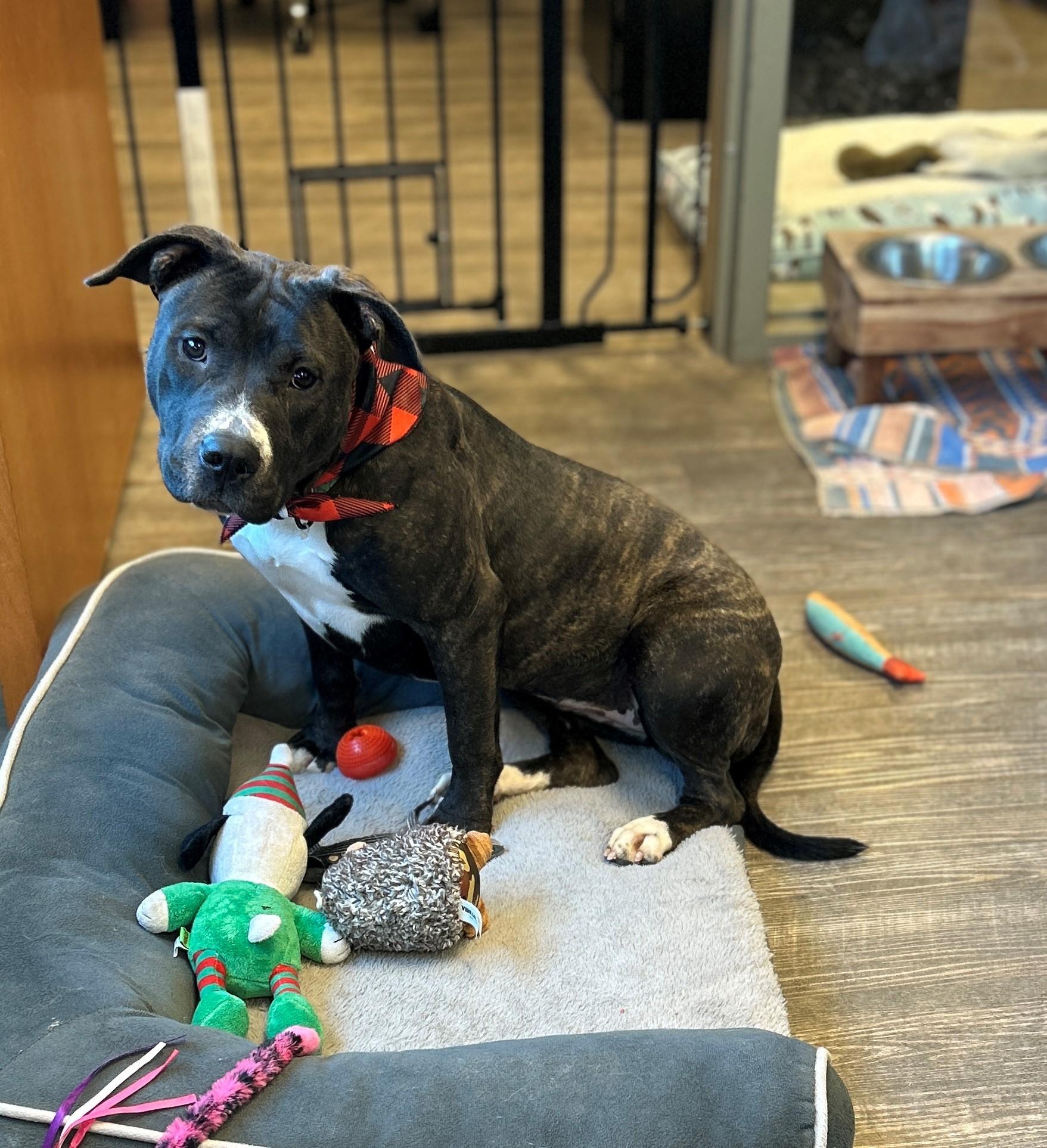 Enlarge 25-0629 "Saraphina", a Adoptable mixed breed in Leavenworth, KS image 1/6