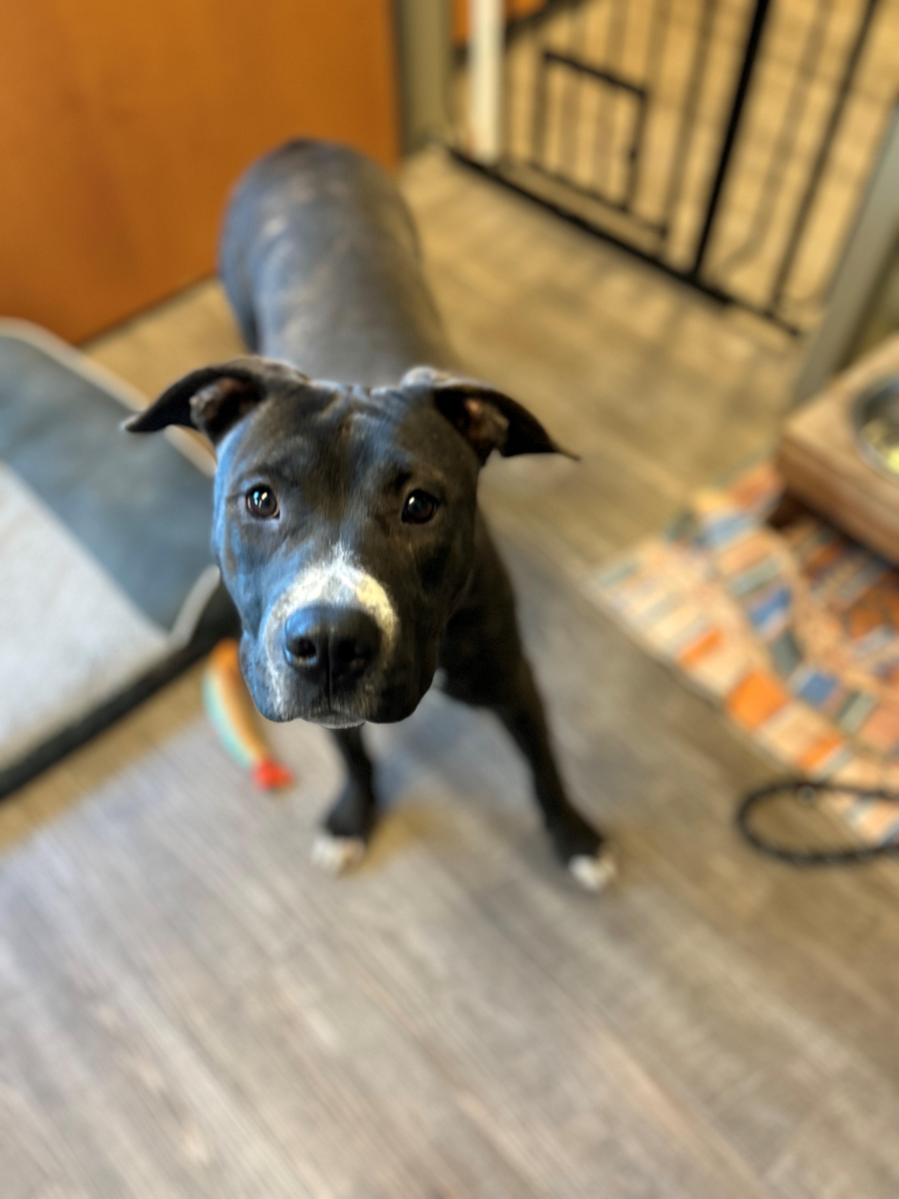 Enlarge 25-0629 "Saraphina", a Adoptable mixed breed in Leavenworth, KS image 6/6