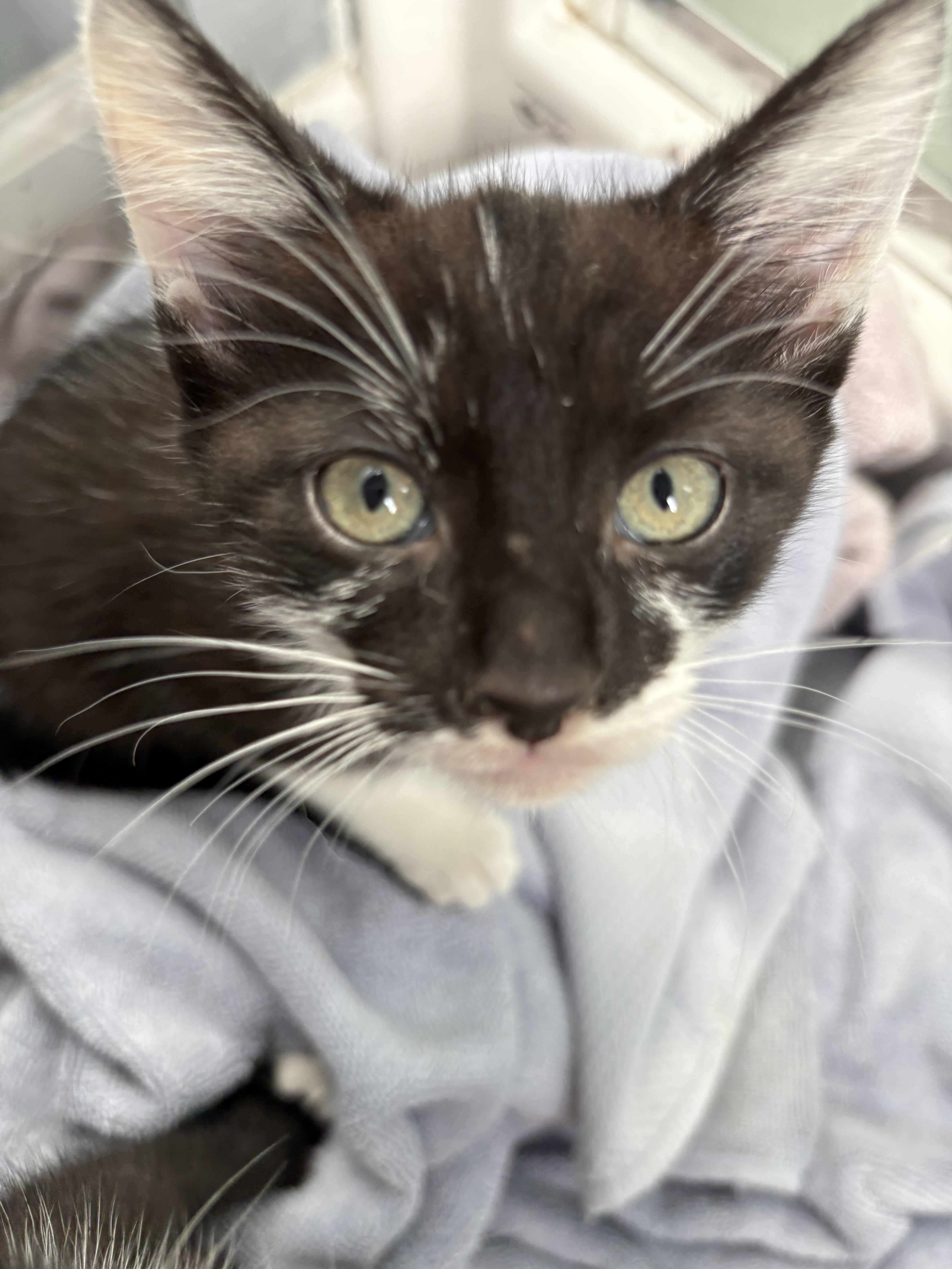 Enlarge Oreo, a Adopted Domestic Short Hair in Spring Hill, FL image 3/3