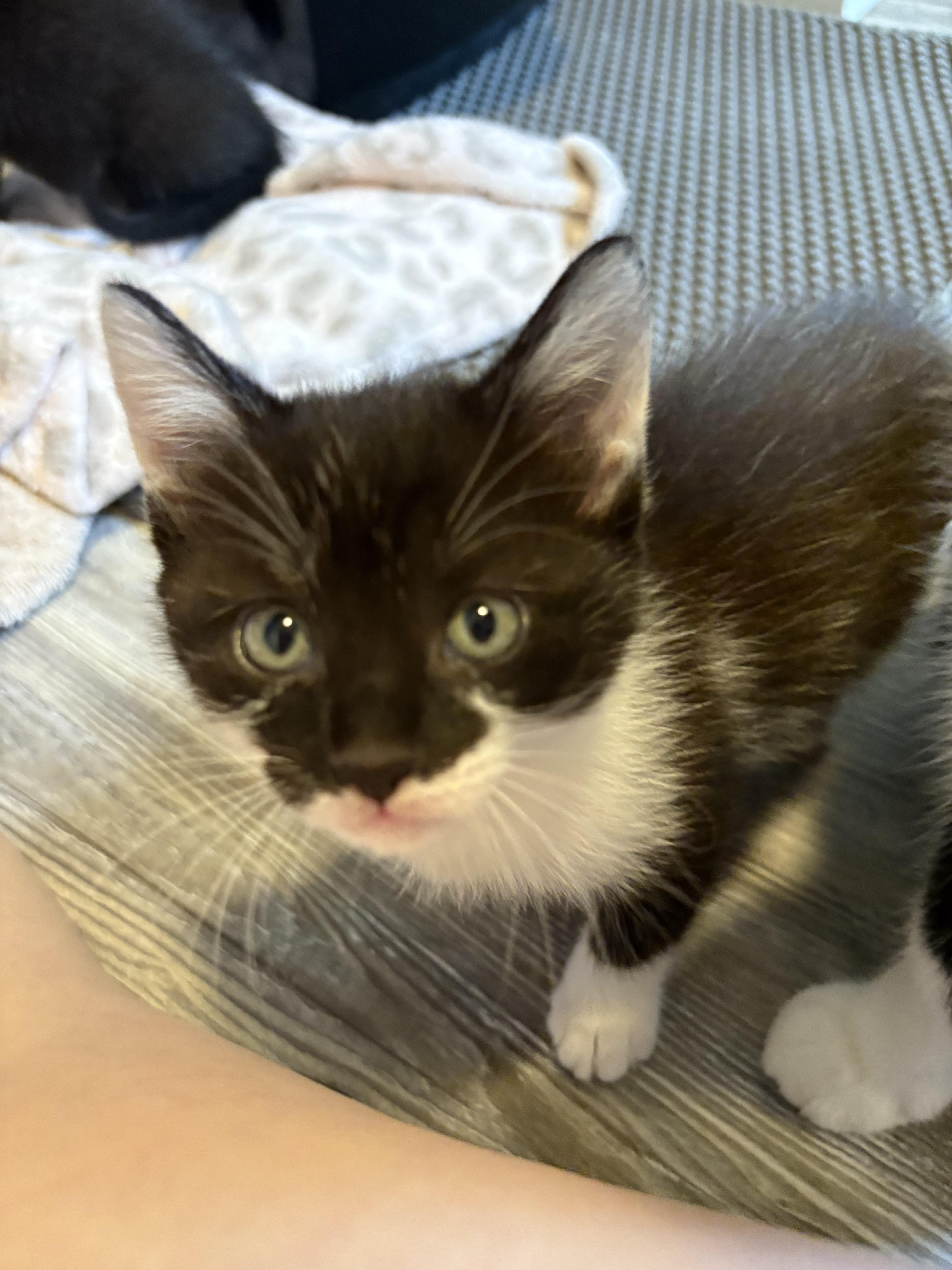 Enlarge Oreo, a Adopted Domestic Short Hair in Spring Hill, FL image 1/3