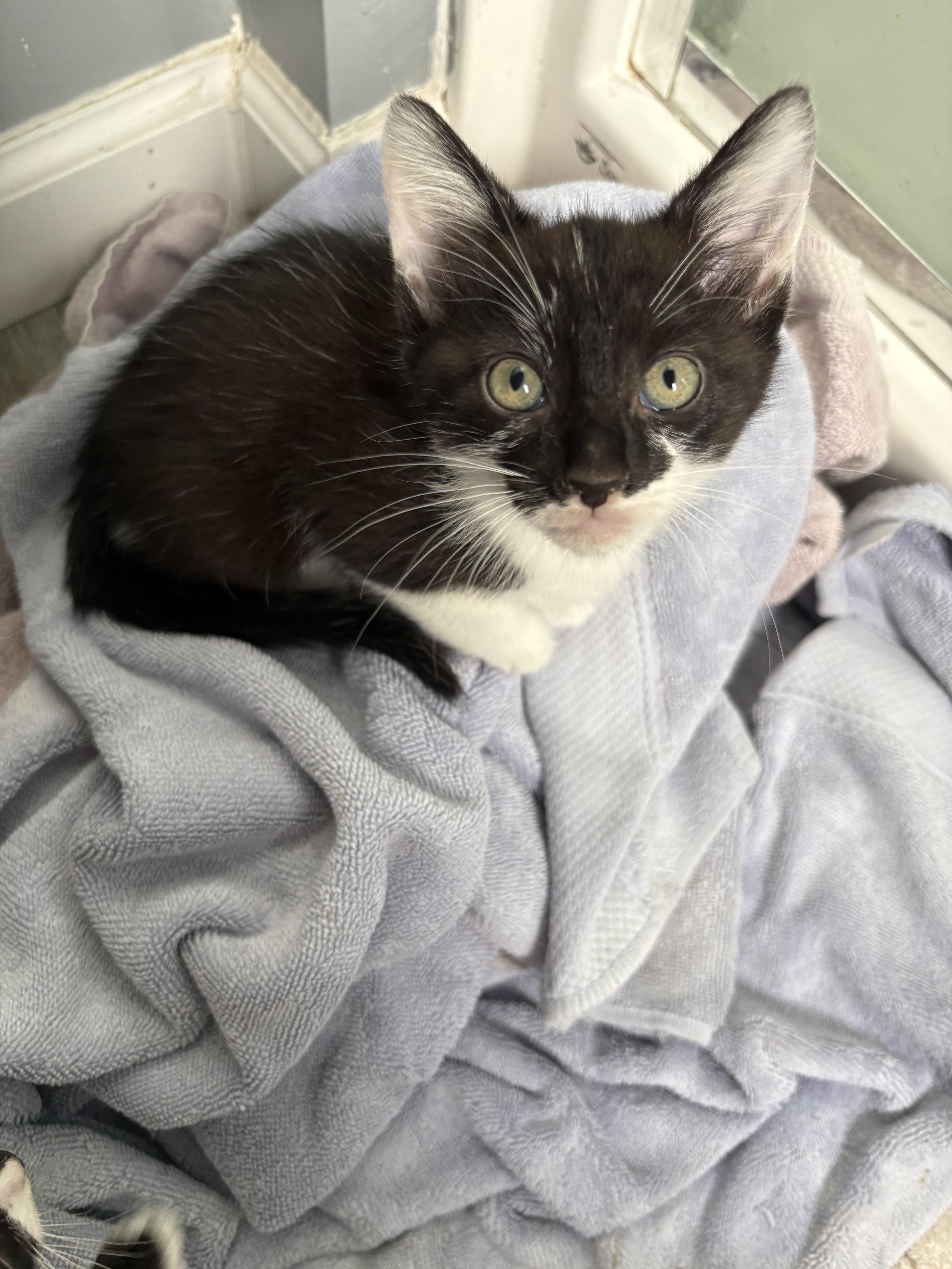 Oreo, Adopted, Kitten Female Domestic Short Hair.