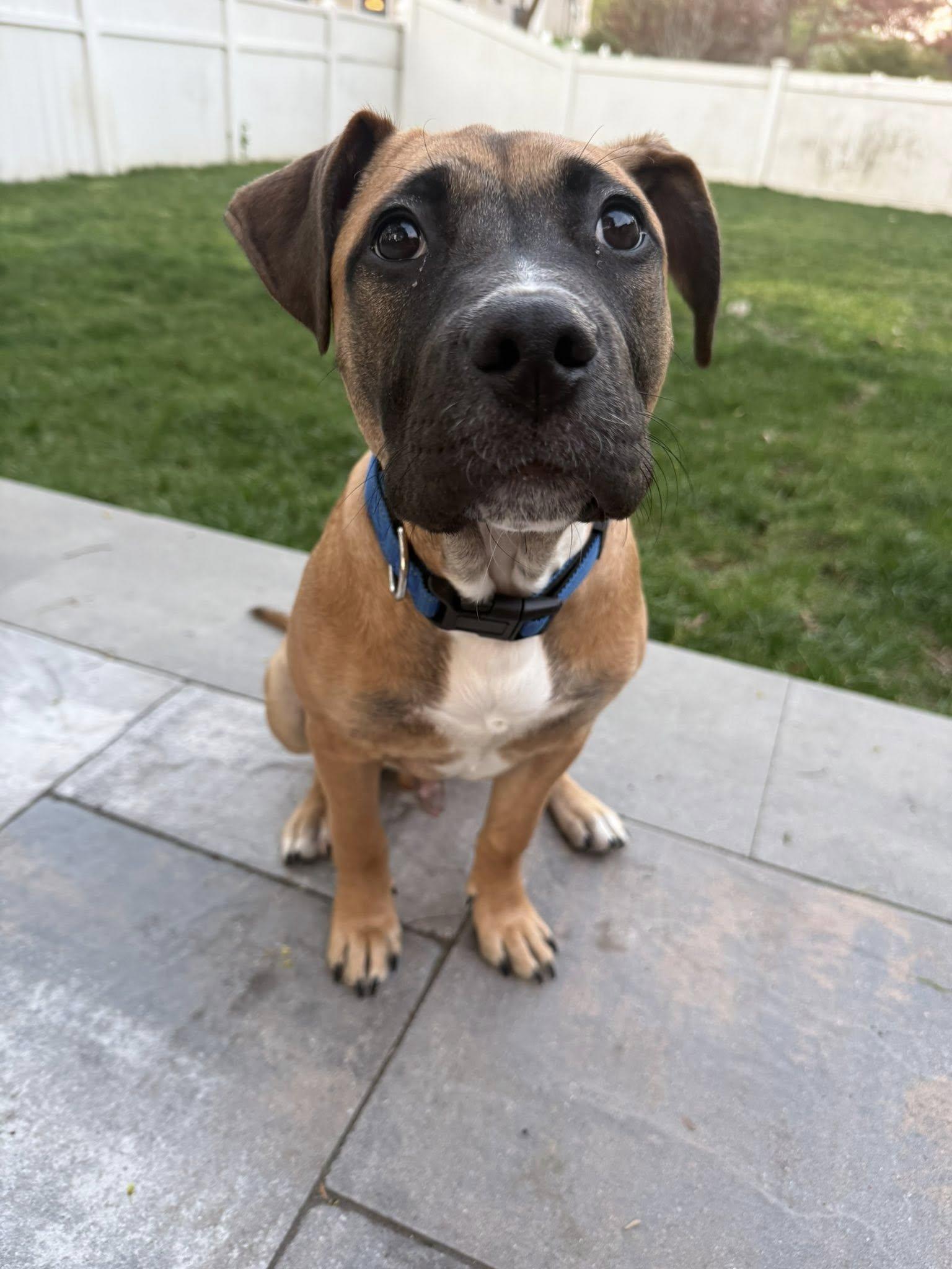 Enlarge Meganight, a ADOPTABLE mixed breed in Riverdale, NJ image 1/5