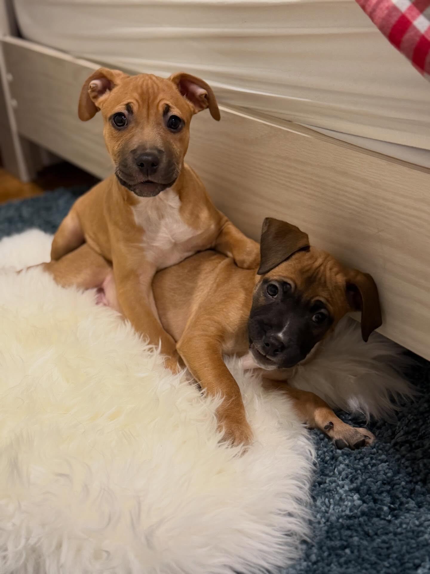 Enlarge Meganight, a ADOPTABLE mixed breed in Riverdale, NJ image 2/5