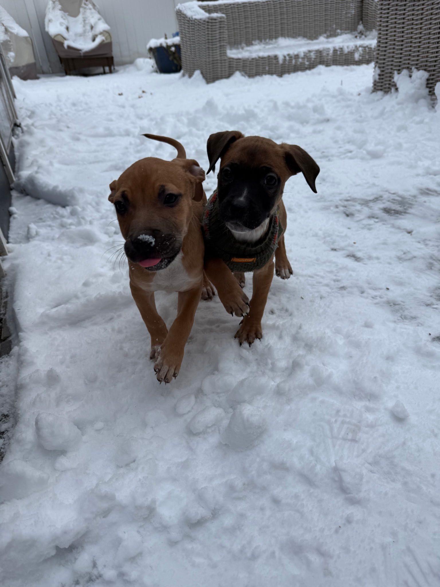 Enlarge Meganight, a ADOPTABLE mixed breed in Riverdale, NJ image 5/5